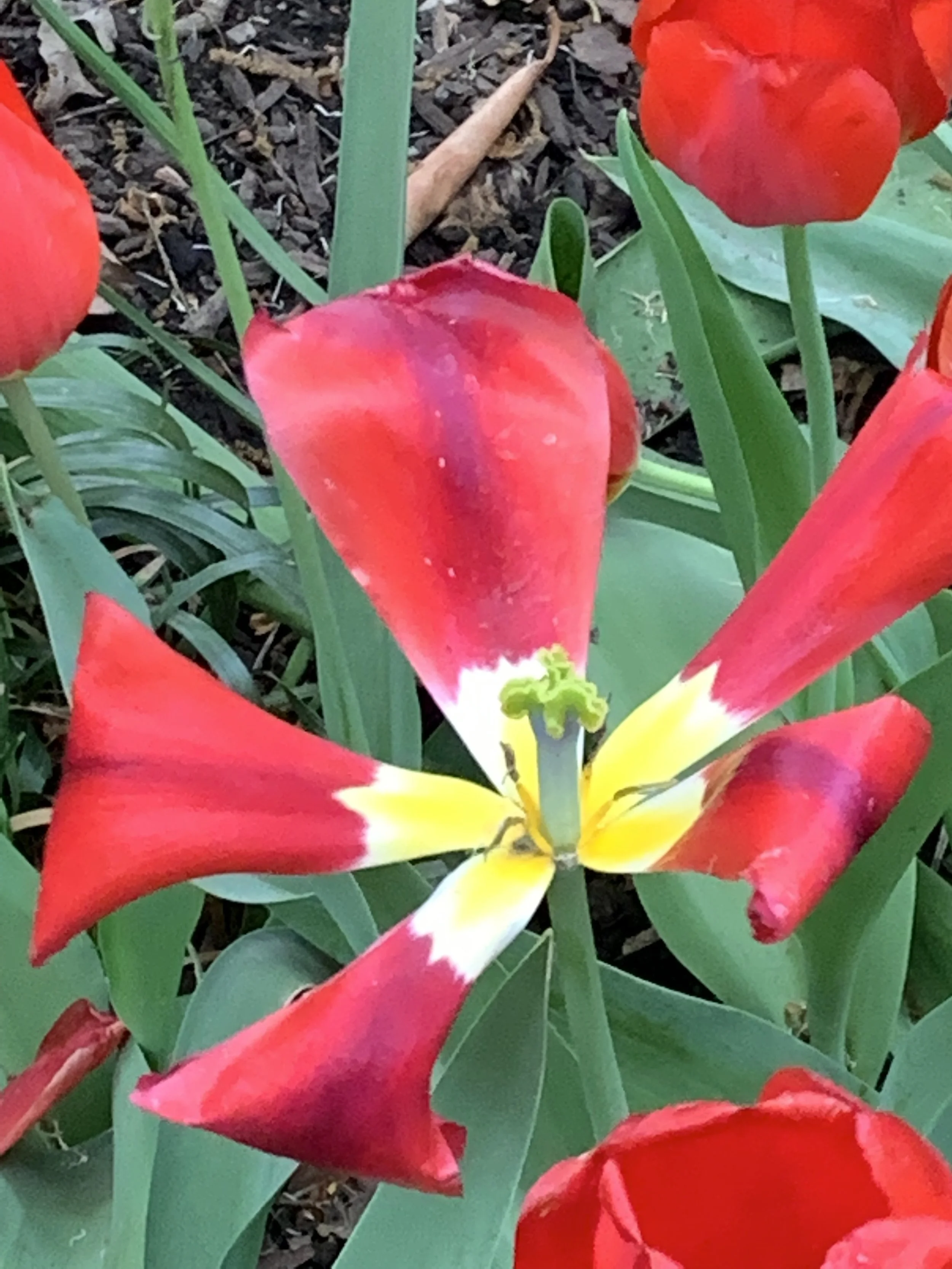 Sidewalk Flowers, New York City