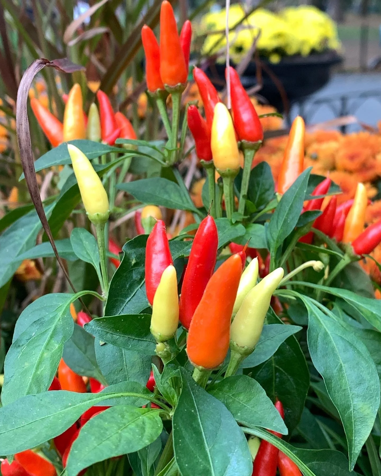 Orange and Yellow Flowers (Copy)