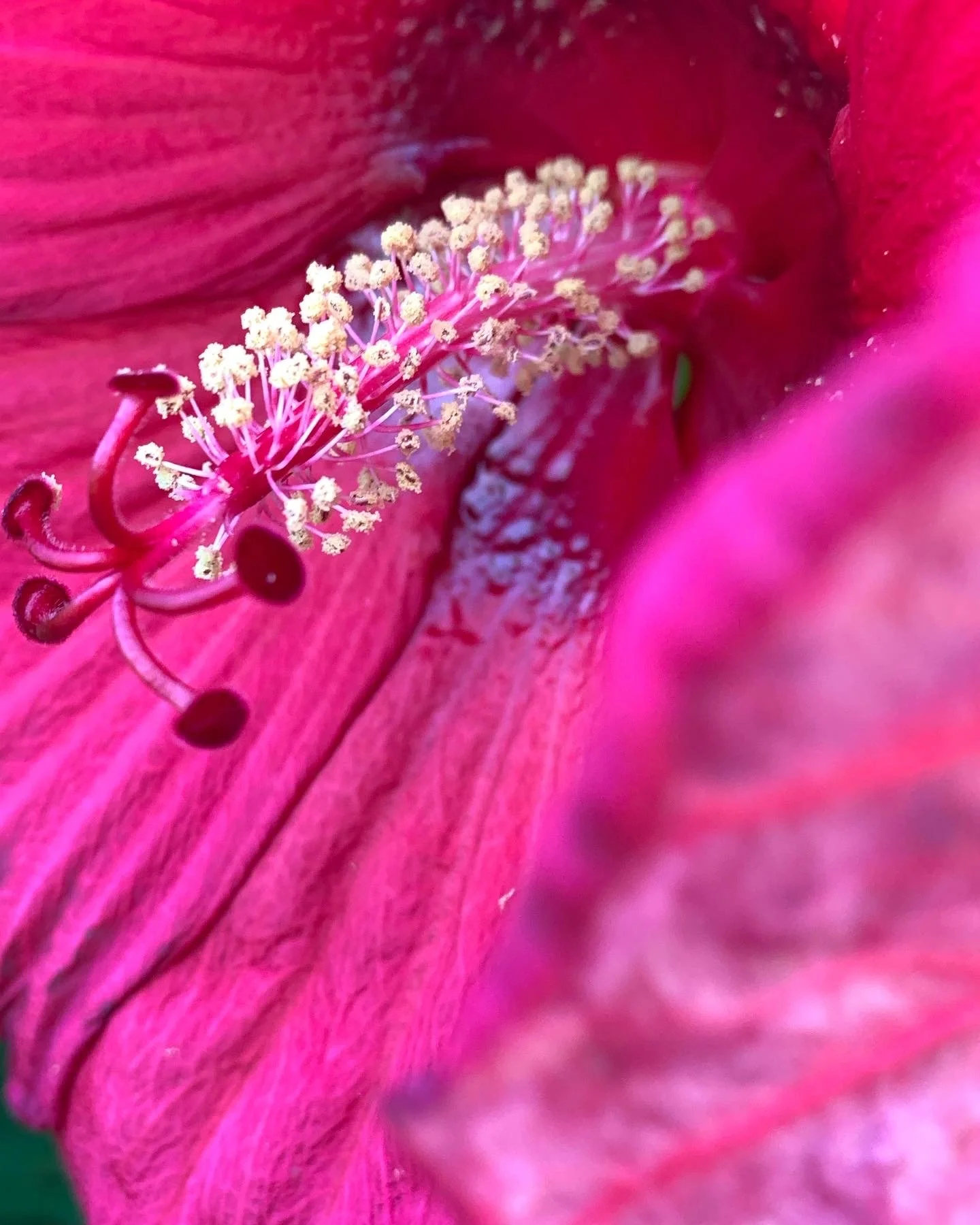 Pink in Snug Harbor (Copy)