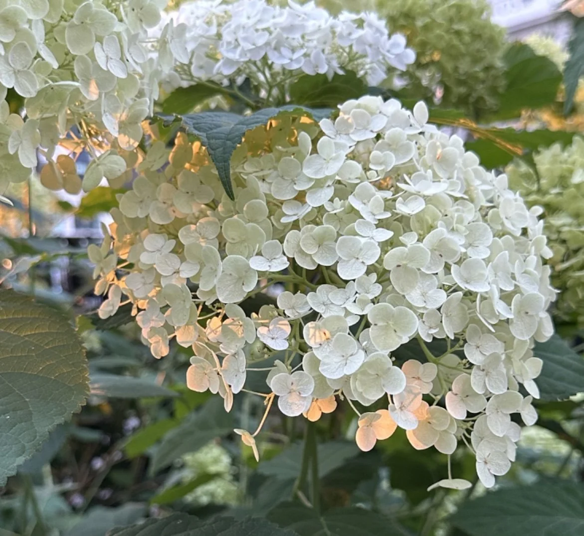 White Hydrangea Kissed By The Sun (Copy)