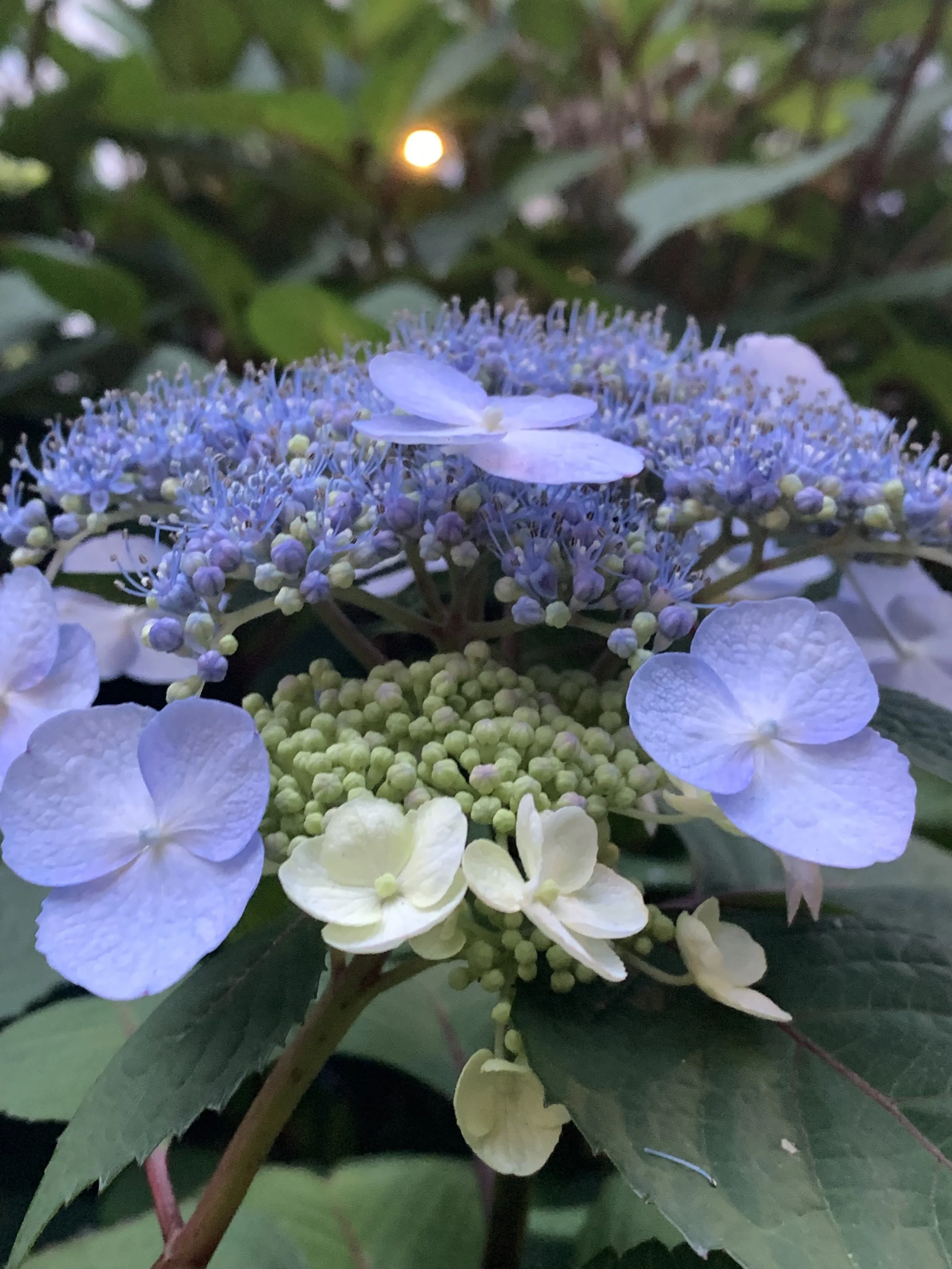 Purple Hydrangea  (Copy)