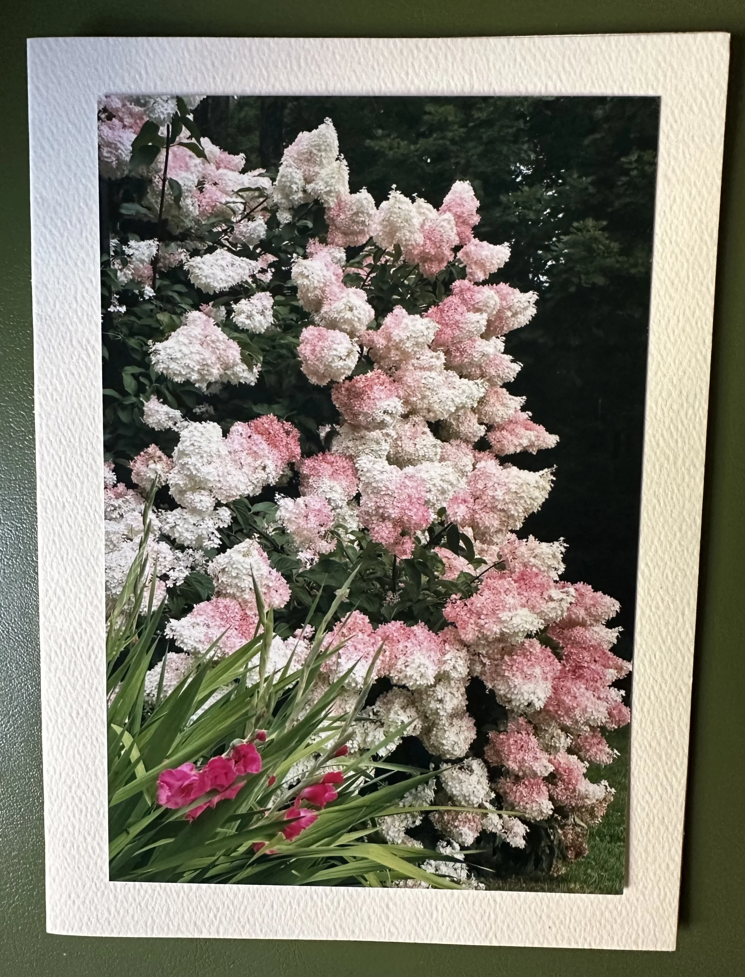 Hydrangeas Berks.jpeg