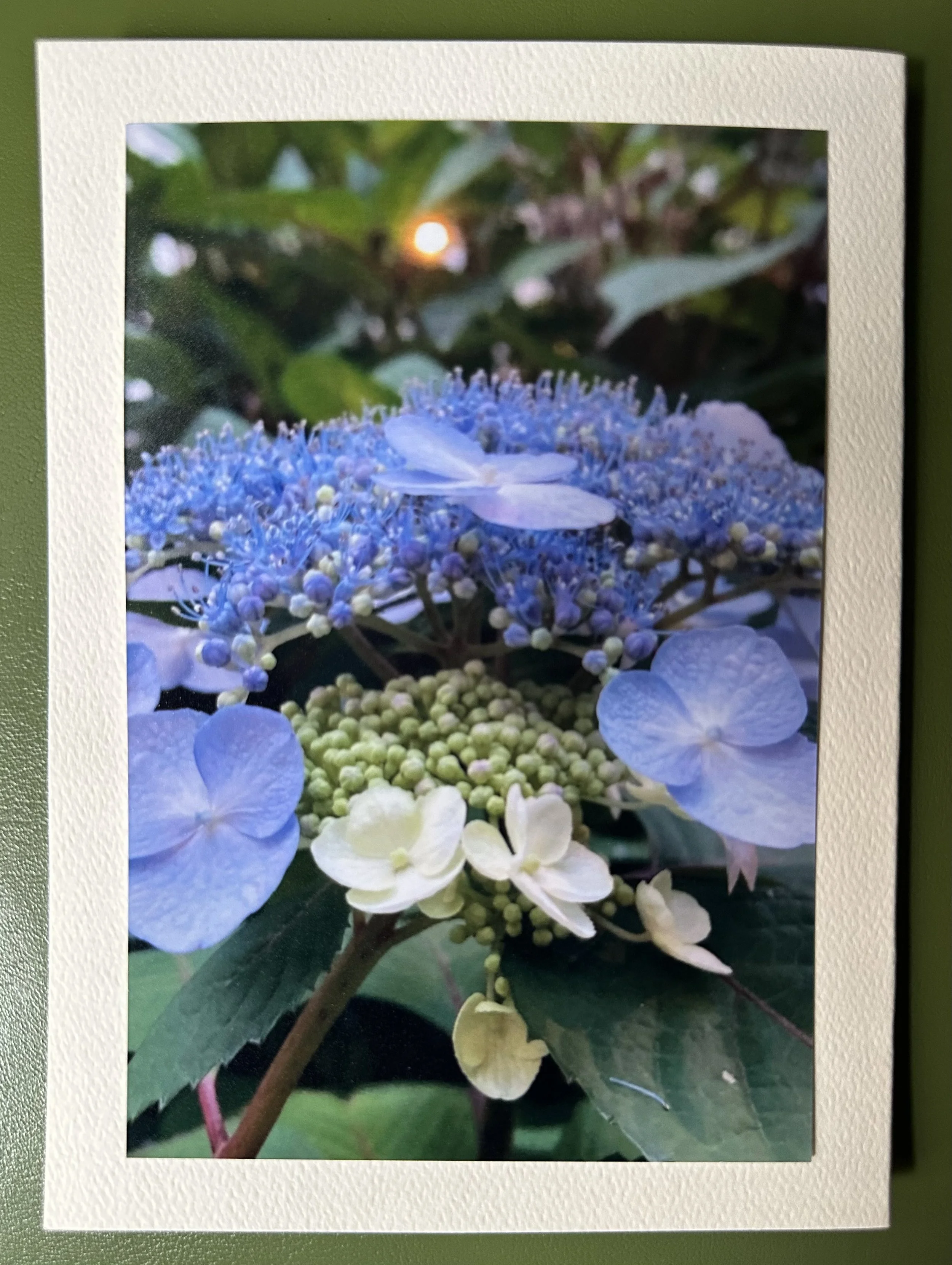 Purple Hydrangea.jpeg