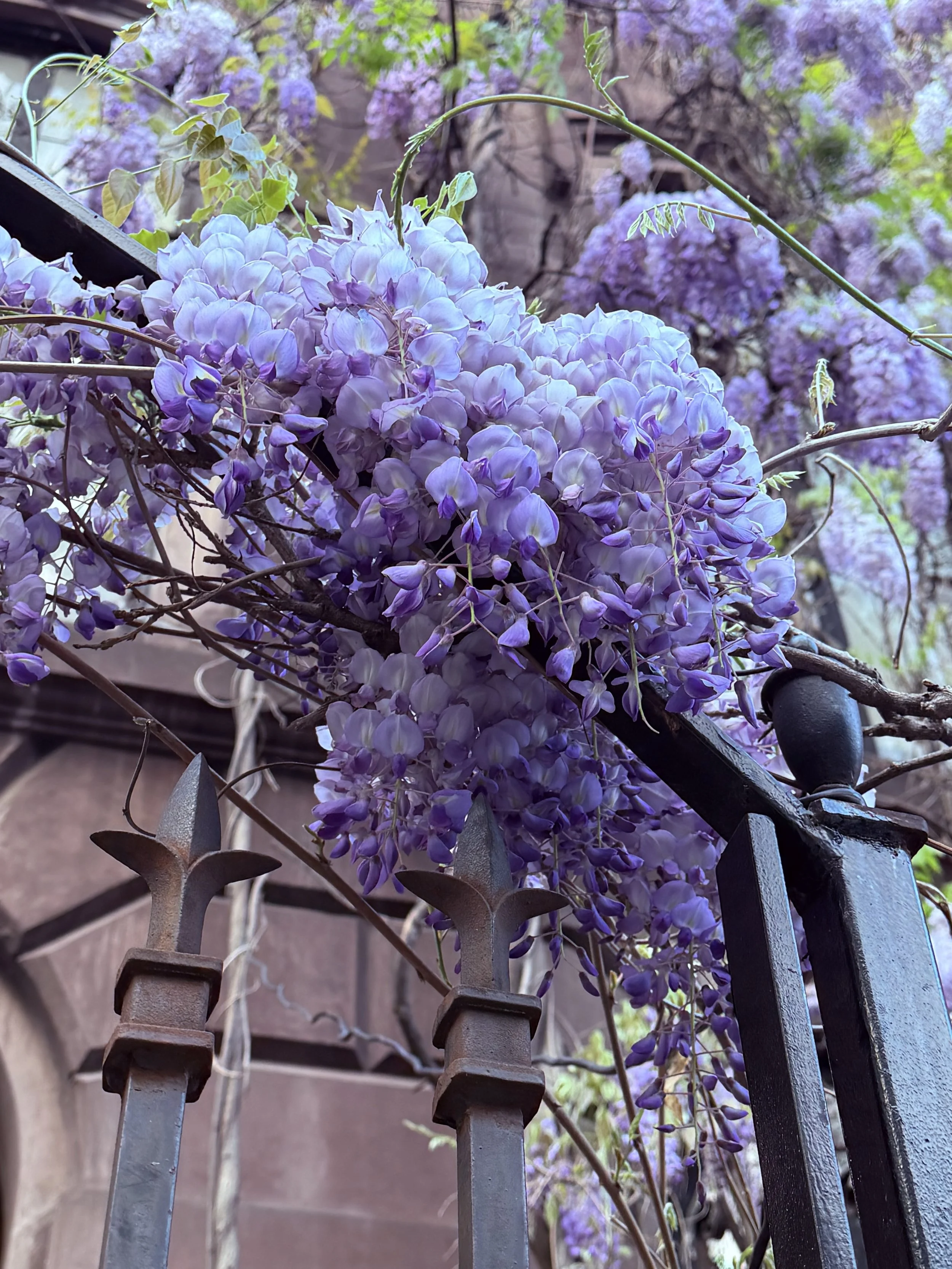 IMG_0037.jpeg