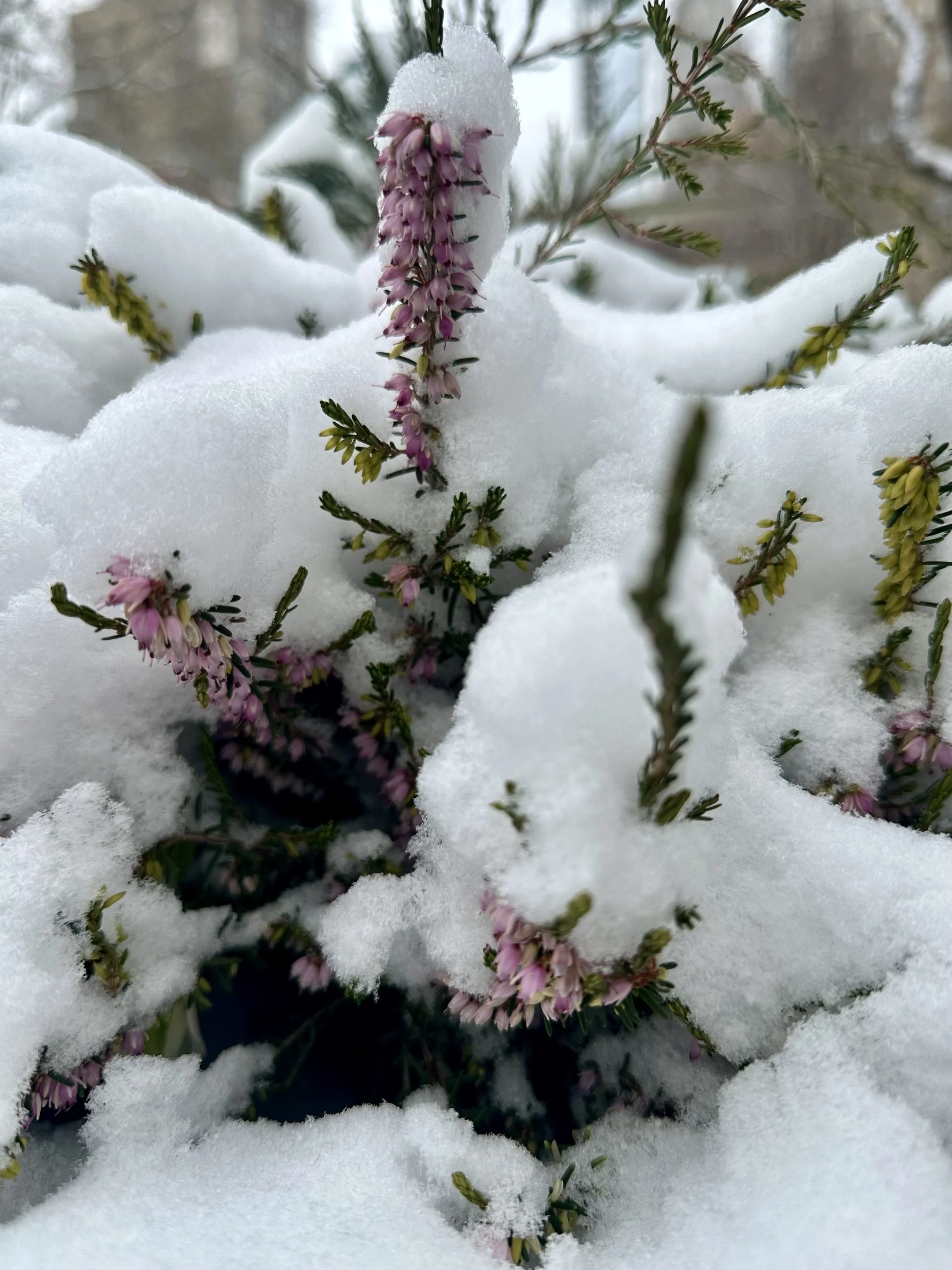 Pink Flowers in the Snow: Pink petals resting softly on winter’s white on Park Avenue in New York City.