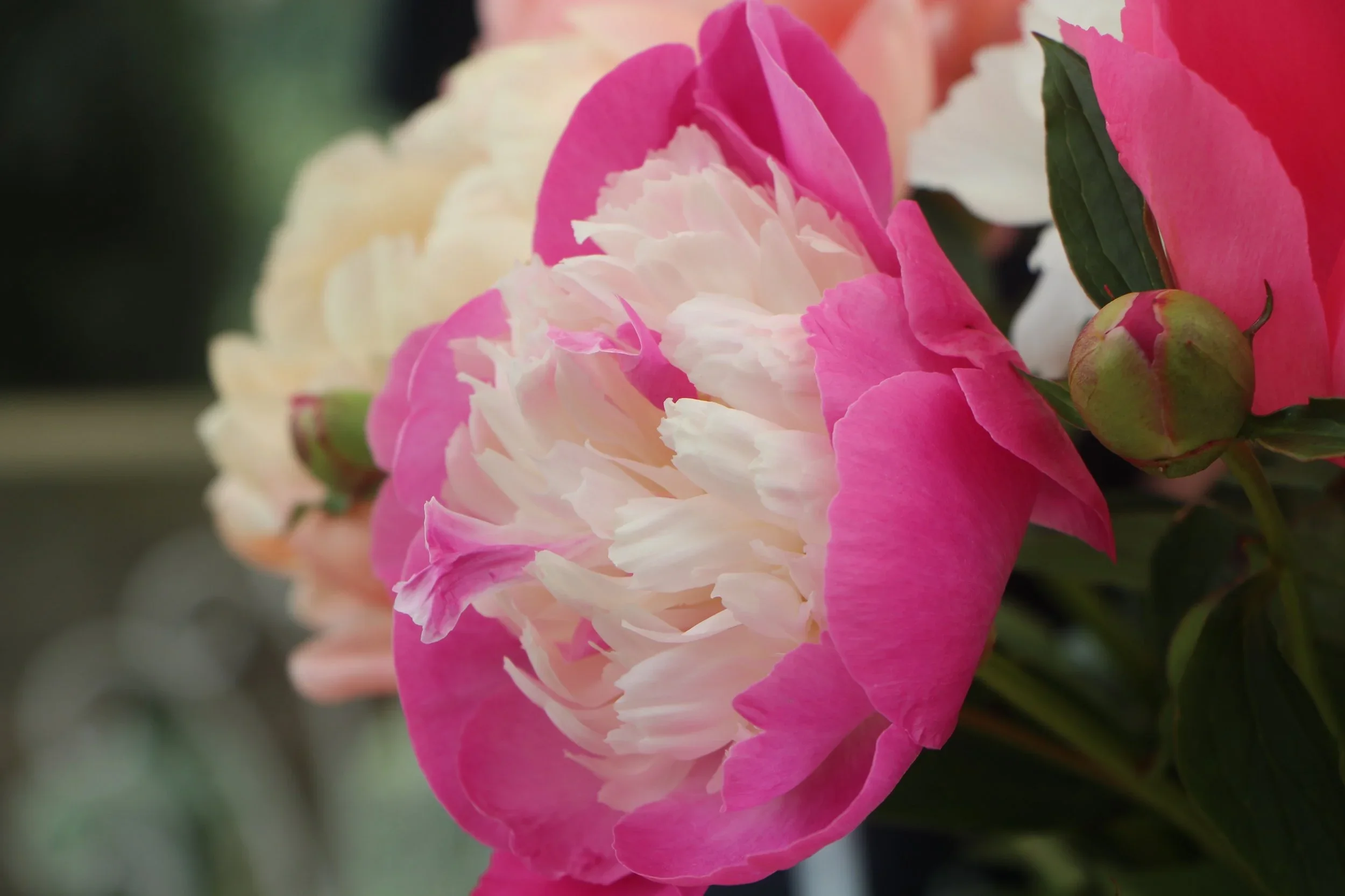 Peonies+of+Tuscany+original.webp