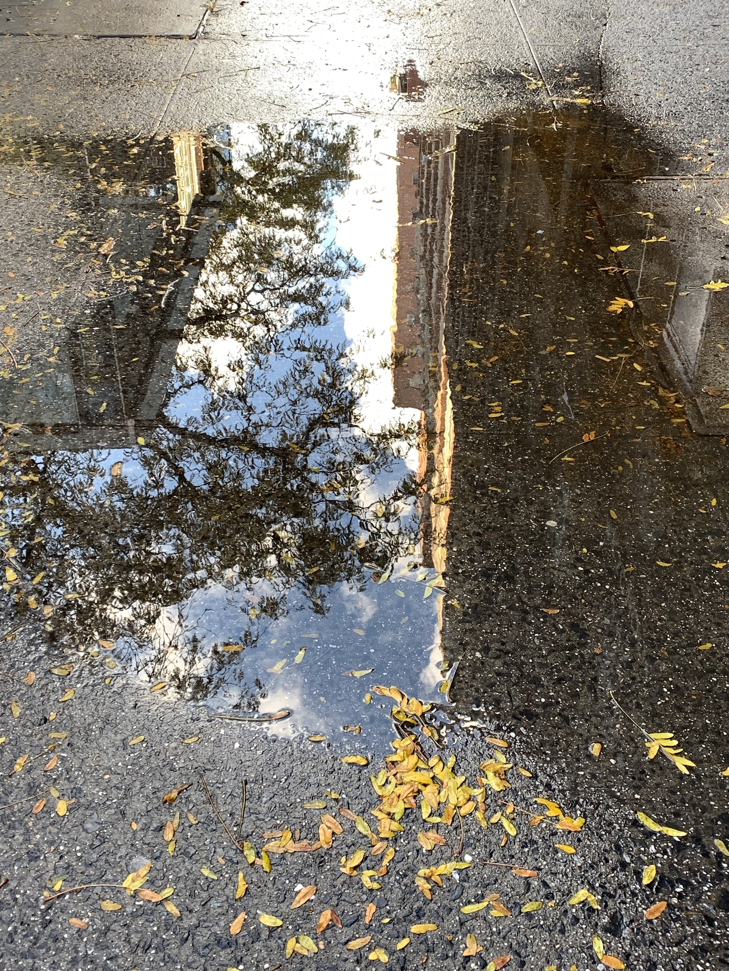Reflections: After a fresh rain in NYC, a sidewalk puddle mirrors a building and a leafy tree, while fallen autumn leaves mingle with the gritty city sidewalk—a fleeting moment where nature and urban life meet.