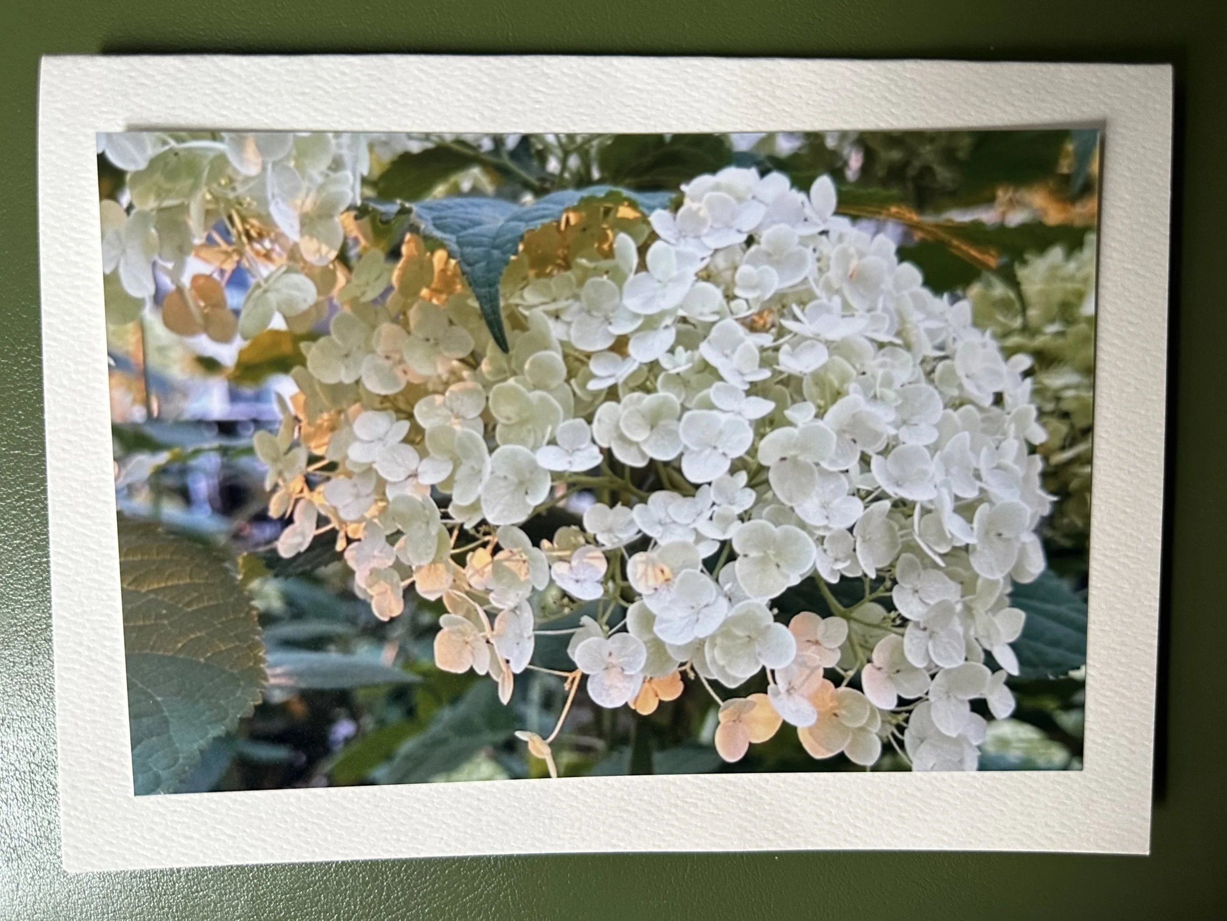White Hydrangea Kissed By The Sun.jpeg