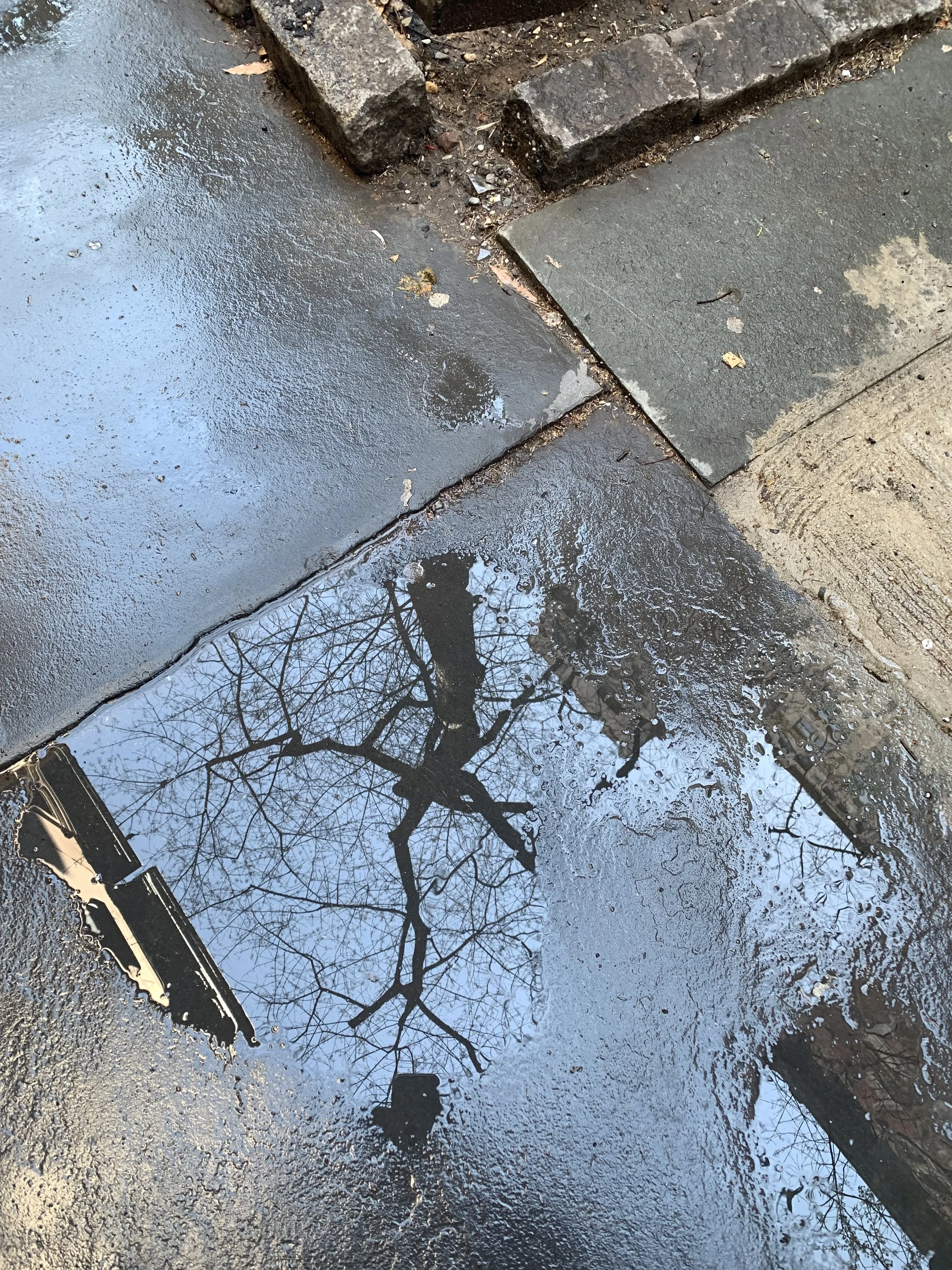 Tree Reflection in NYC Sidewalk.jpeg