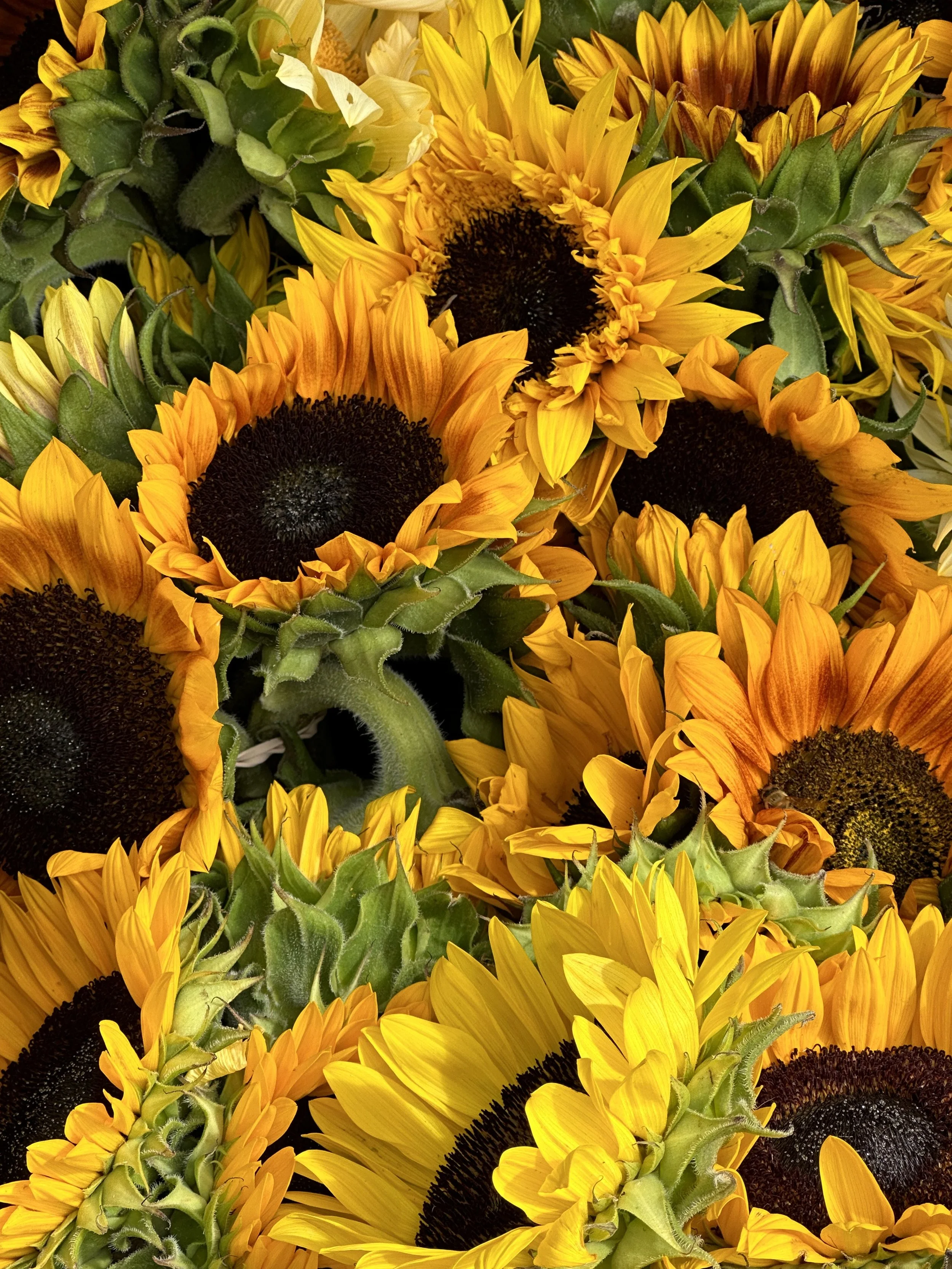 Girasoli 2023 original.jpeg