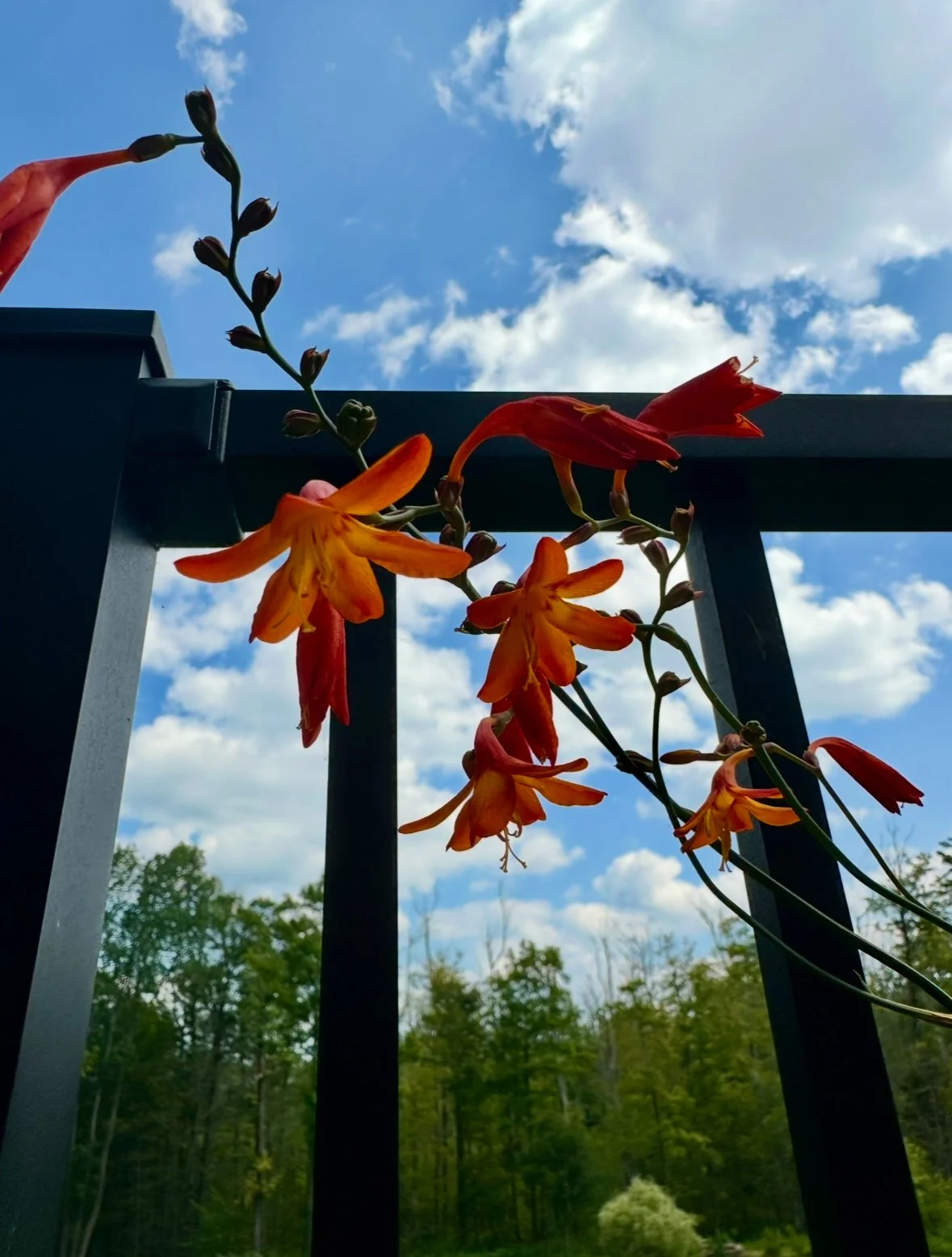 Flowers from Ireland.jpeg