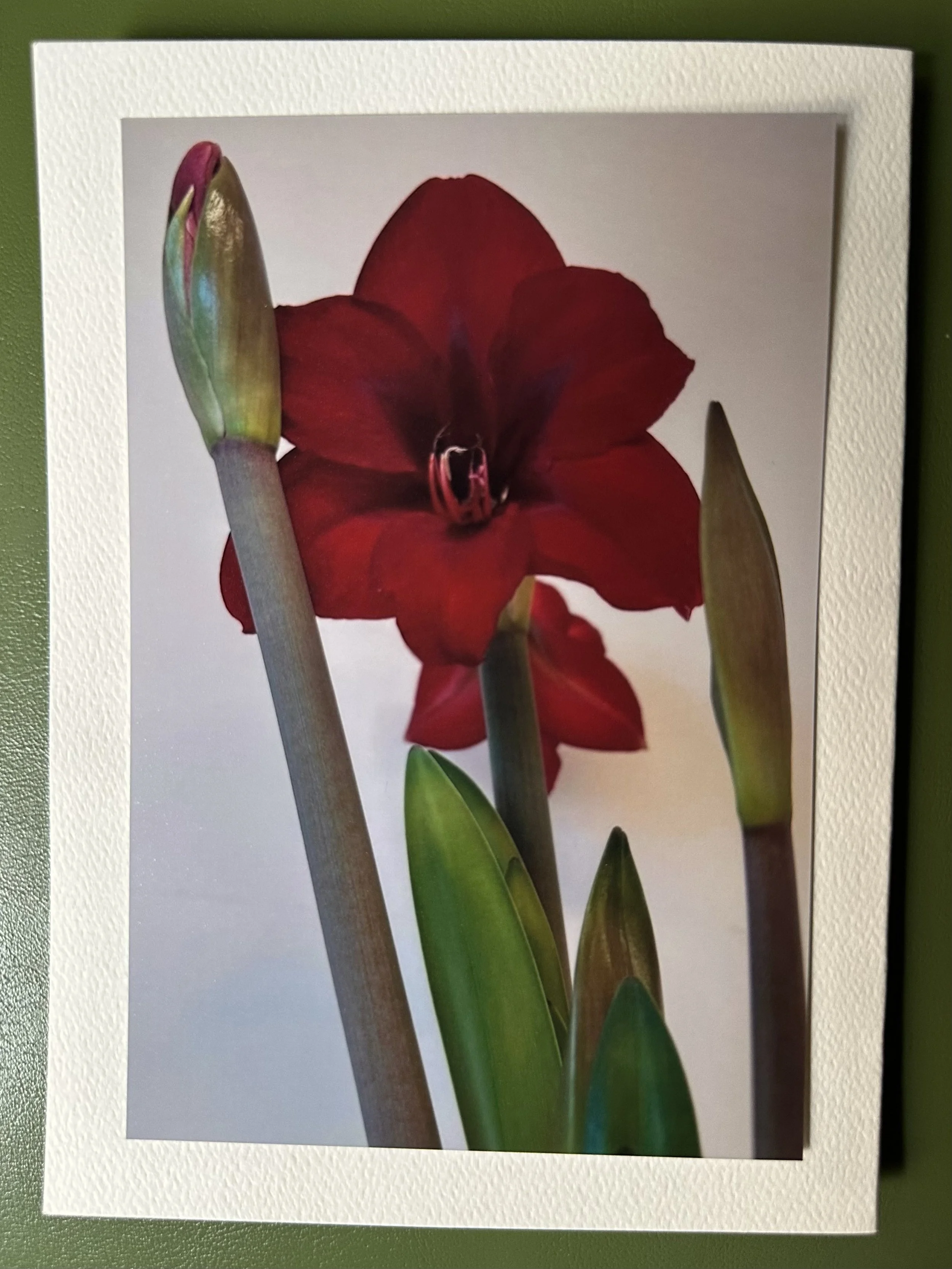 Amaryllis Ruby Resilience.jpeg