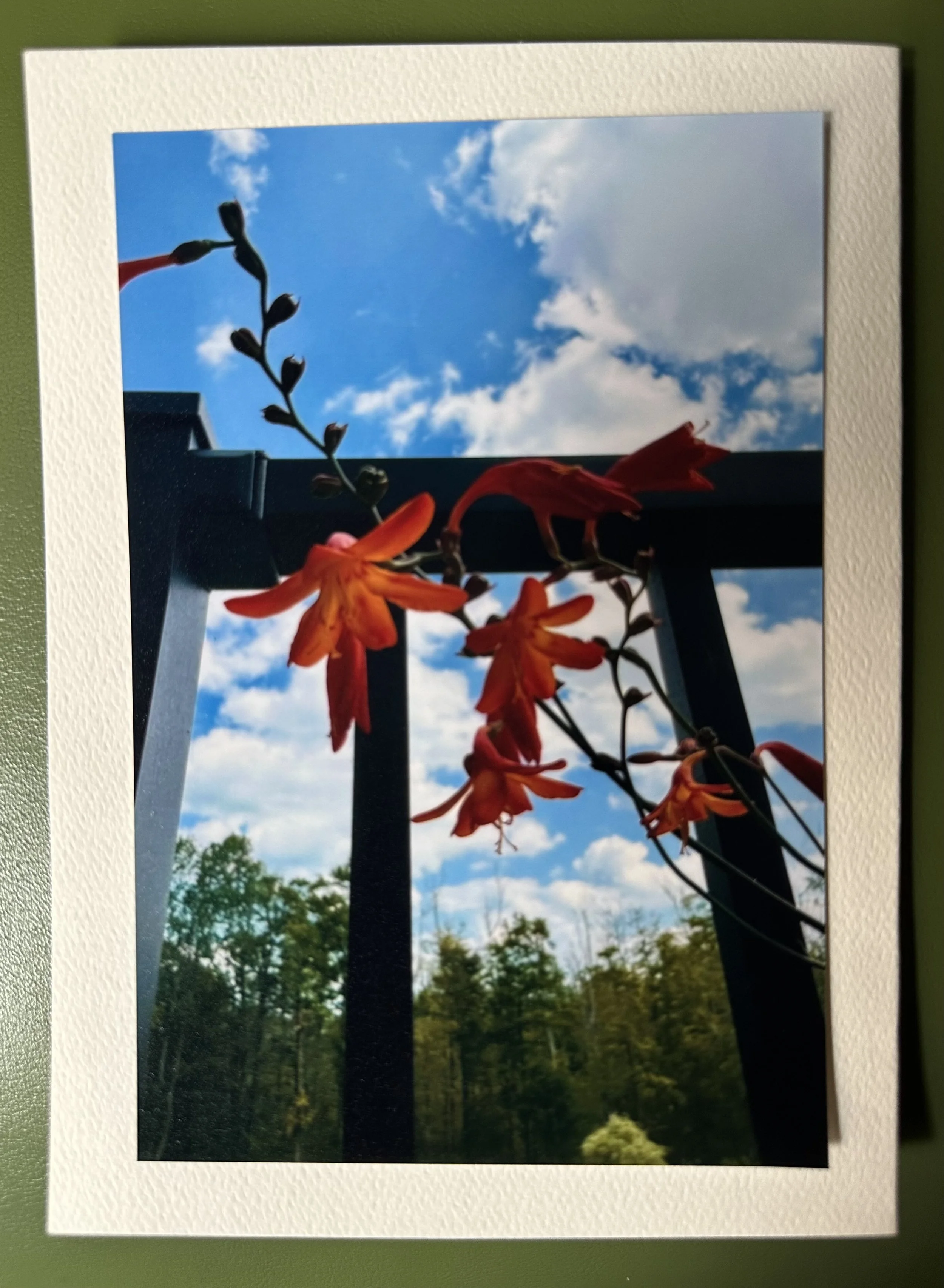 Irish Wildflowers.jpeg