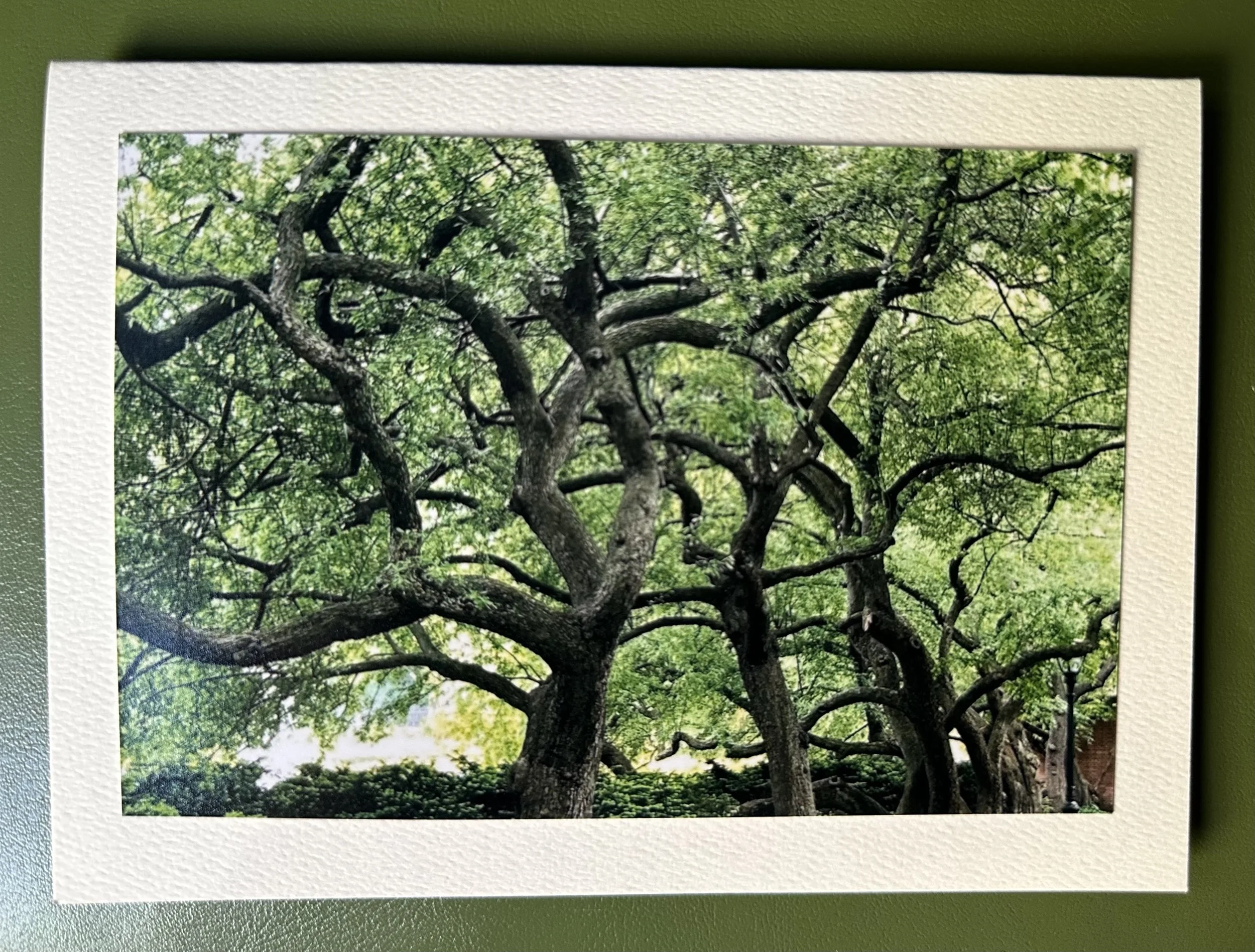 Trees of Central Park.jpeg