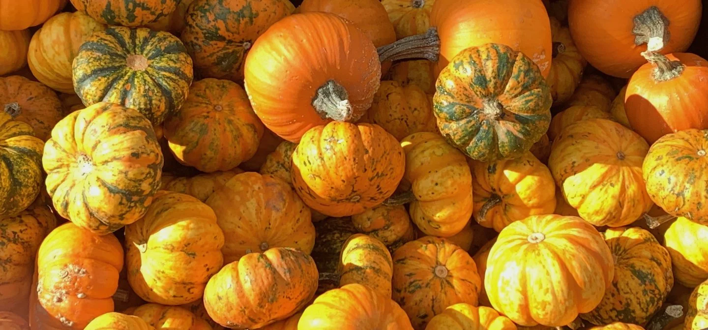 Pumpkins Galore.jpg