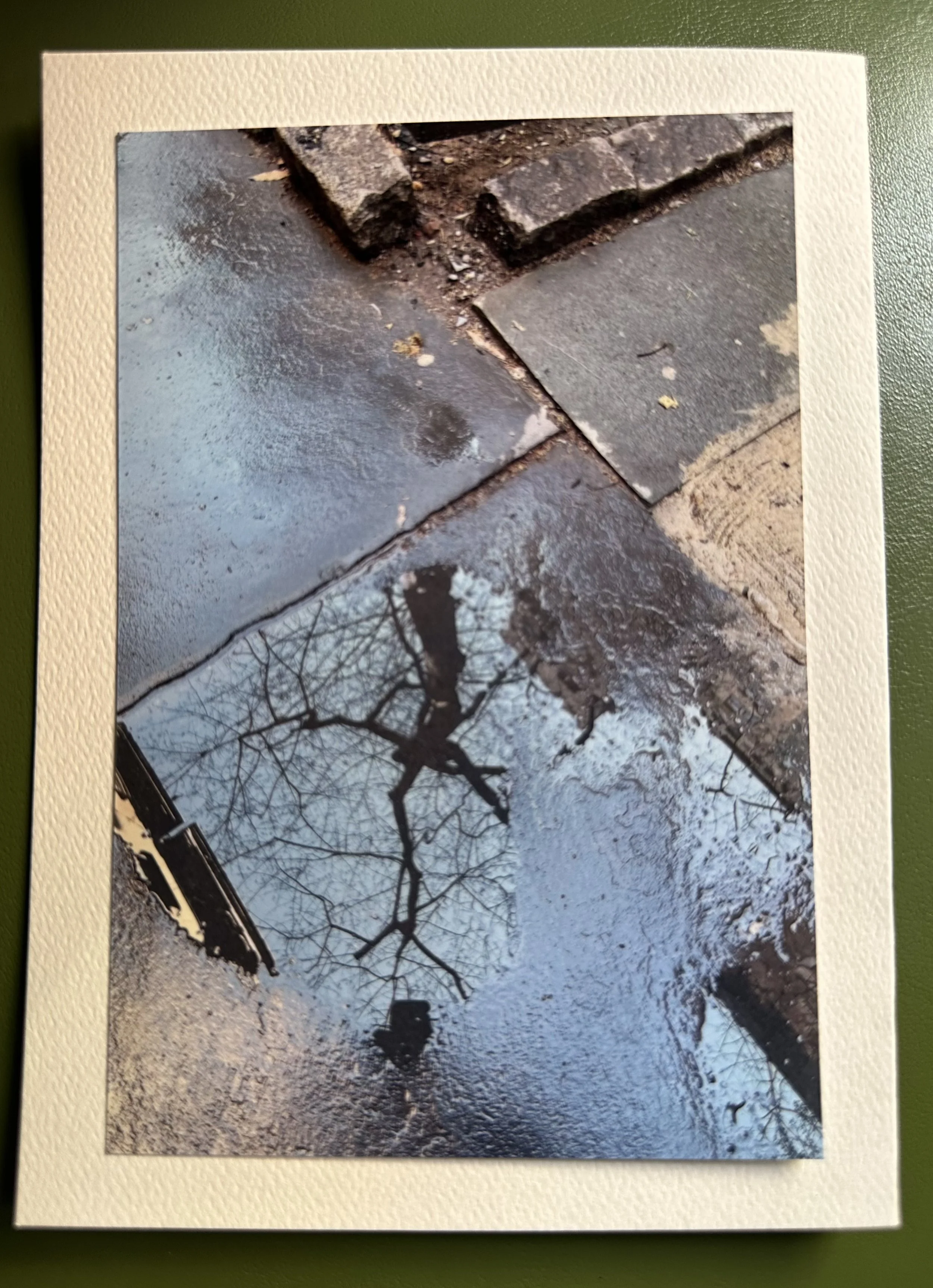 Tree Reflection in NYC Sidewalk.jpeg