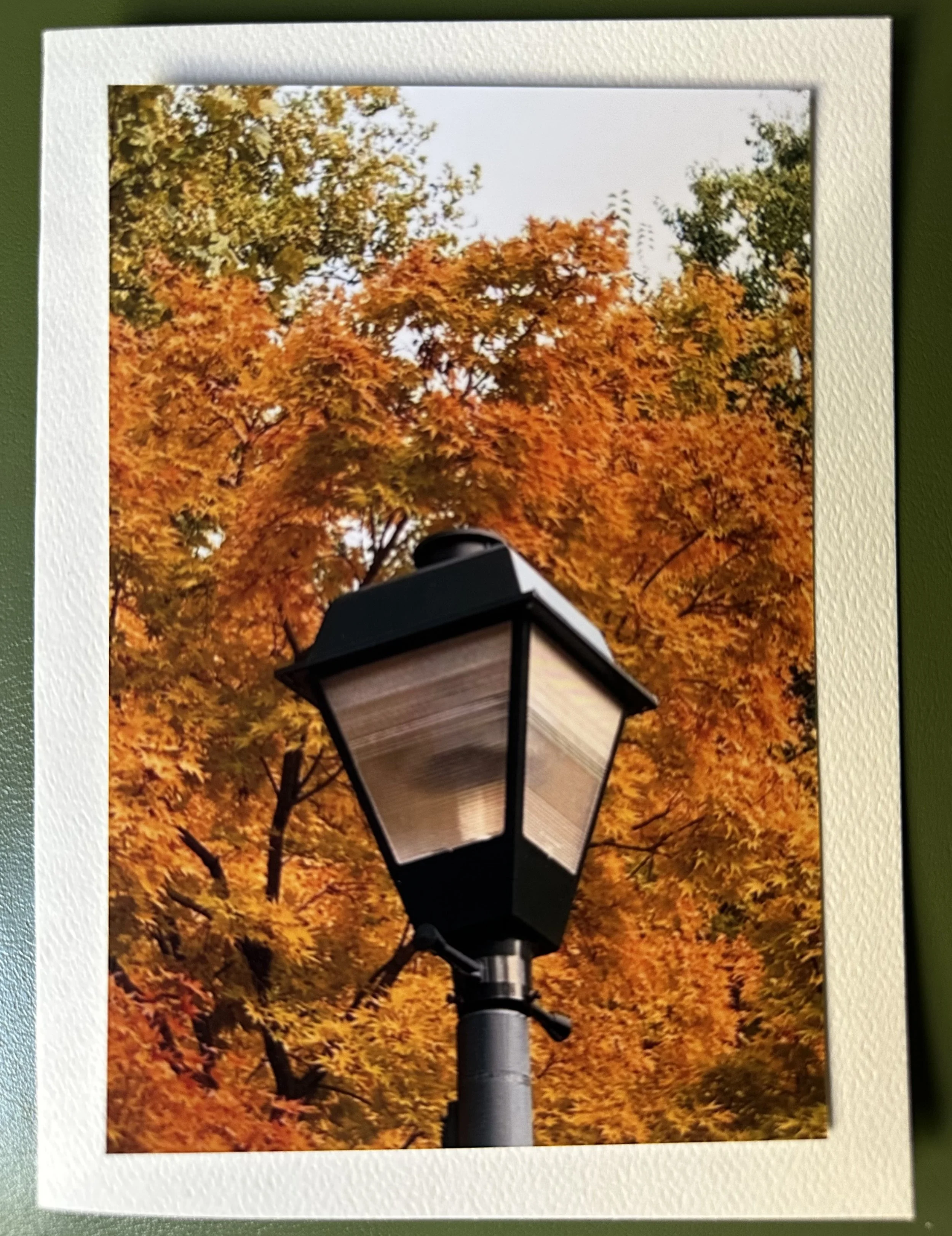 Classic Light Post and Leavesjpeg.jpeg