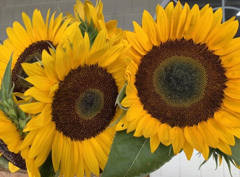 Trio of Sunflowers original.jpeg