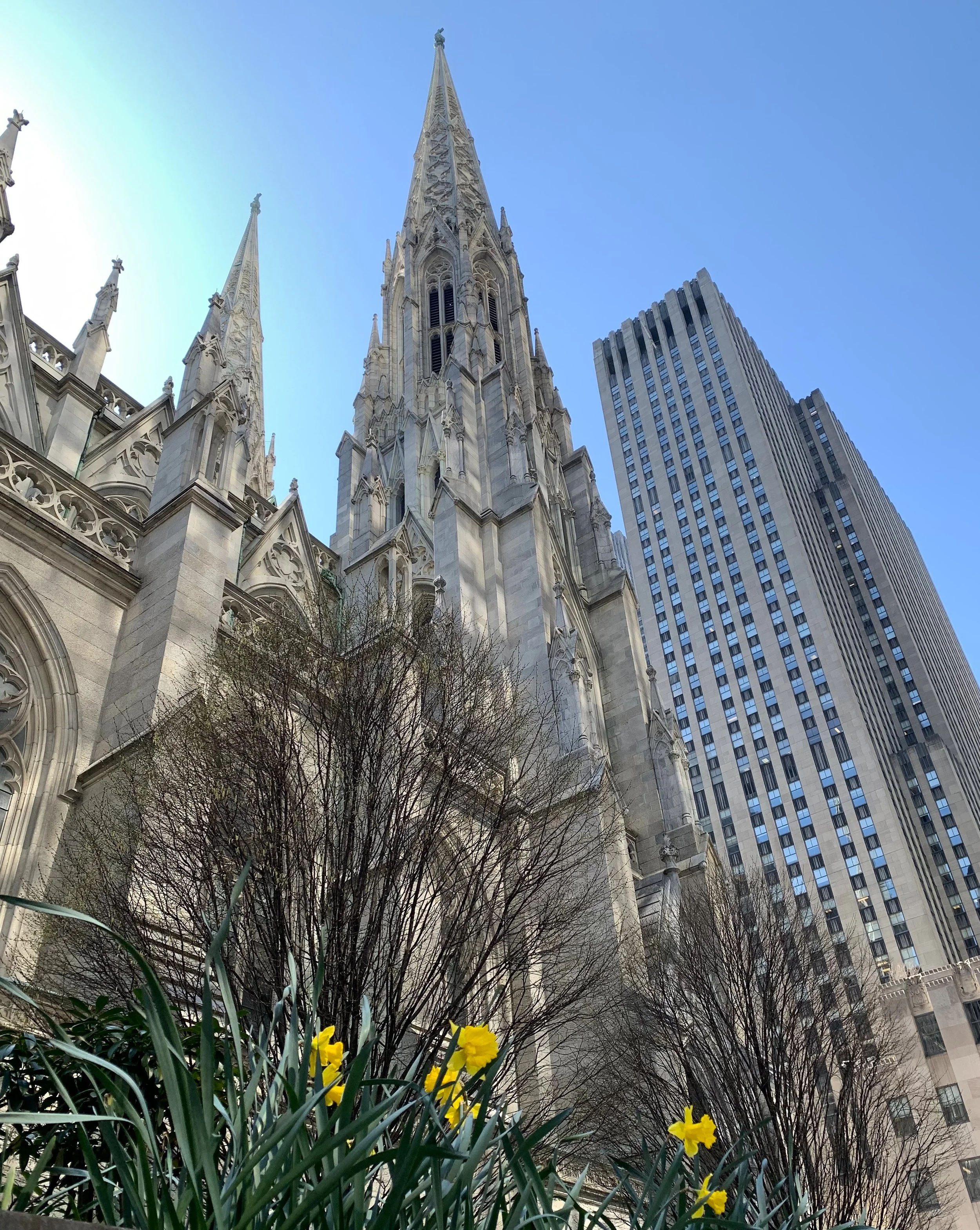 St Patricks Cathedral and Daffodils.jpeg