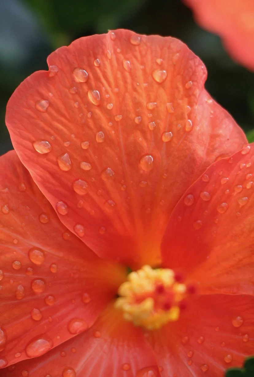 Walk in the Garden Napoli.jpg