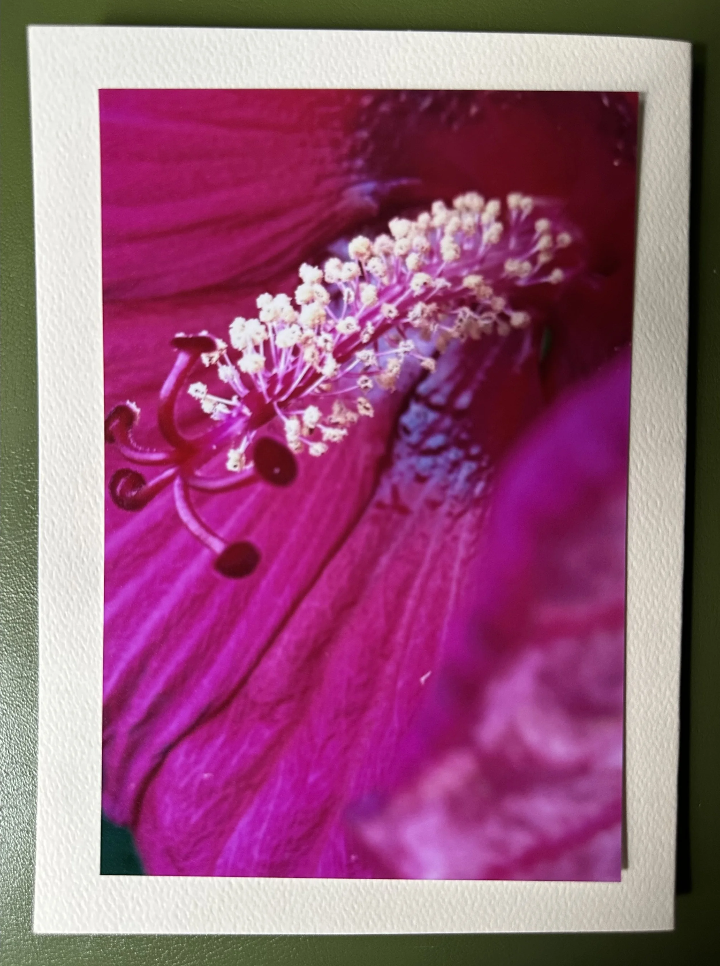 Pink in Snug Harbor.jpeg