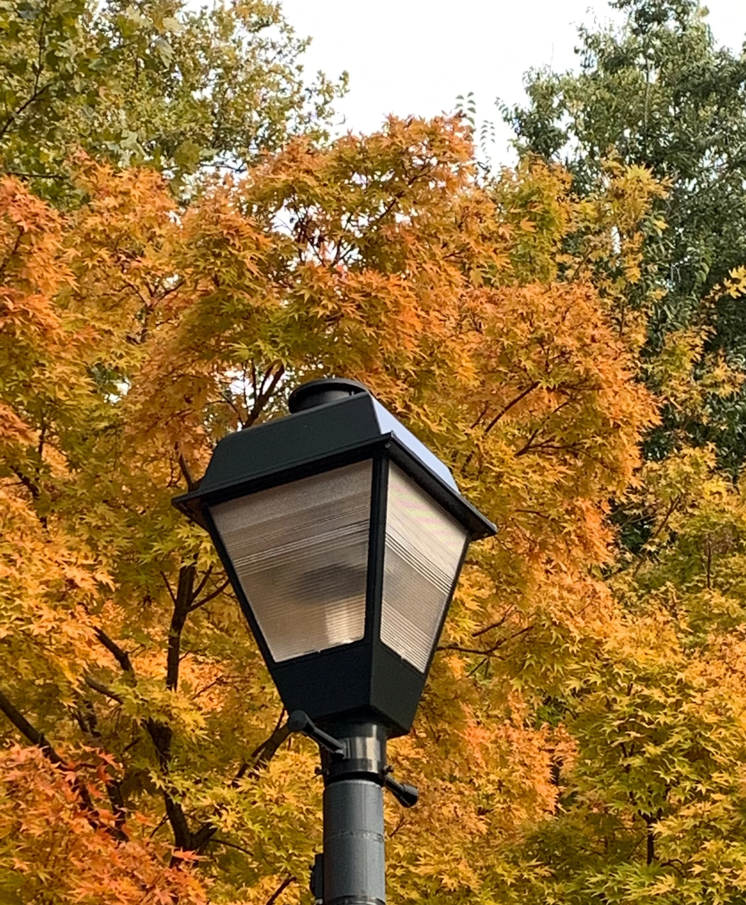Foliage and Light Post Classic Autumn in New York City.jpeg