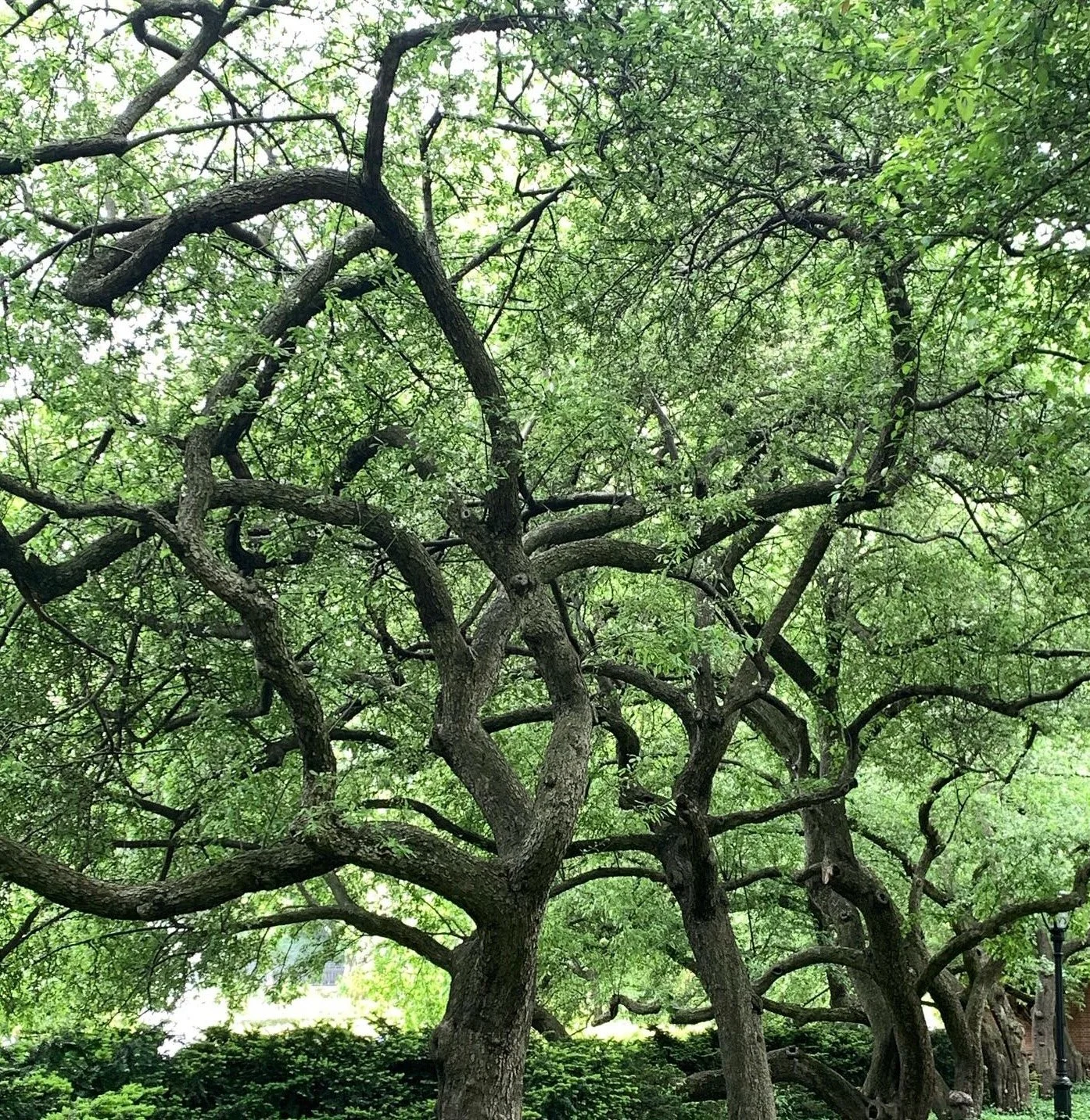 Trees of Central Park.jpeg