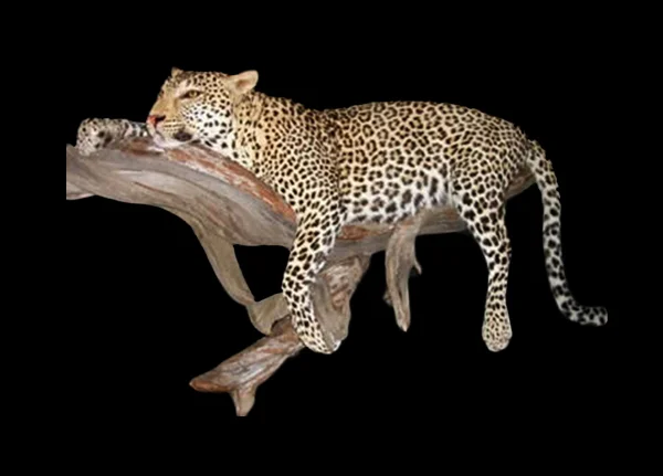 Leopard 4.jpg