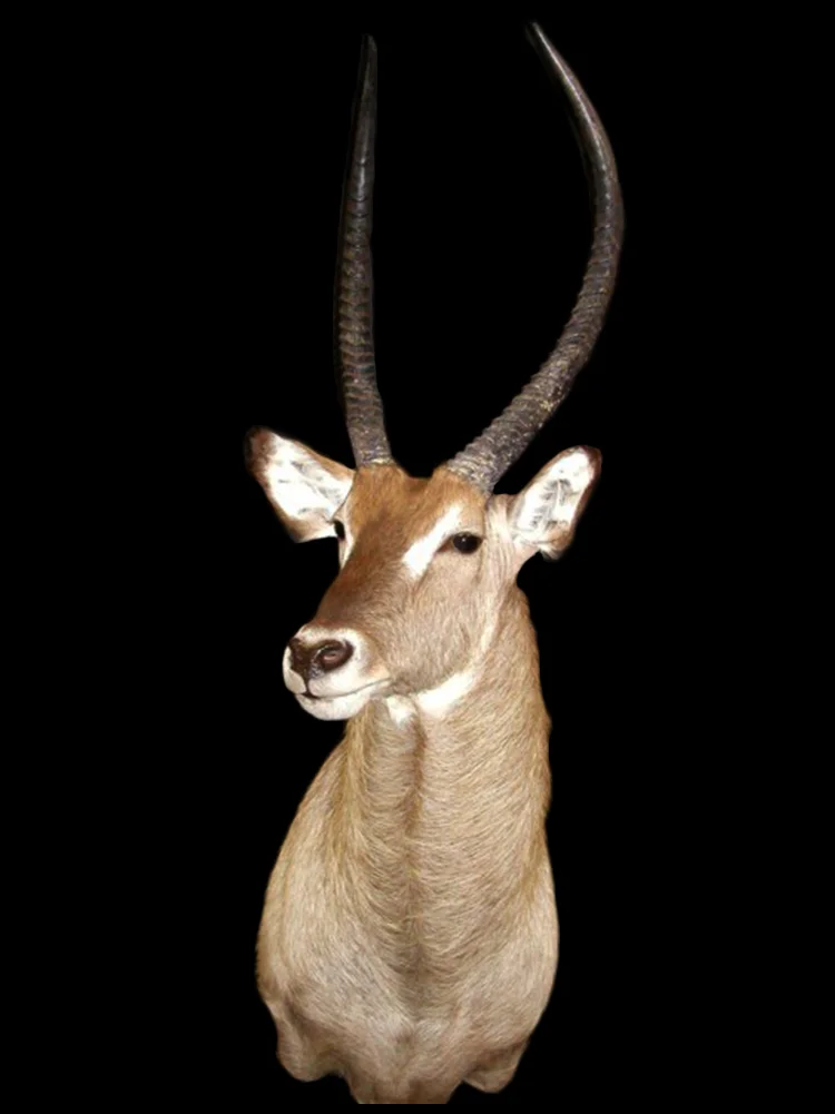 Waterbuck Gazelle 1.jpg