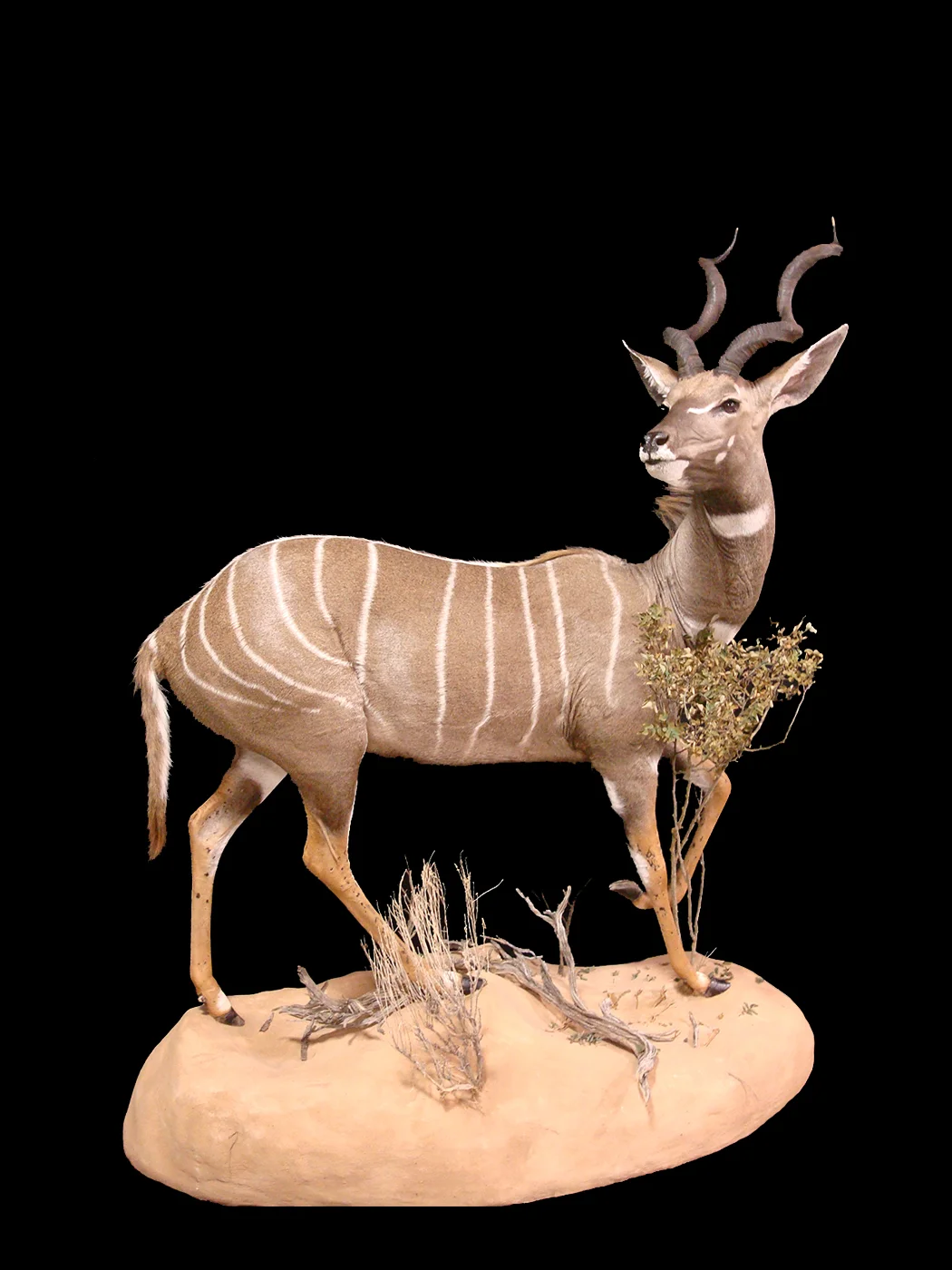 Lesser Kudu 2.jpg