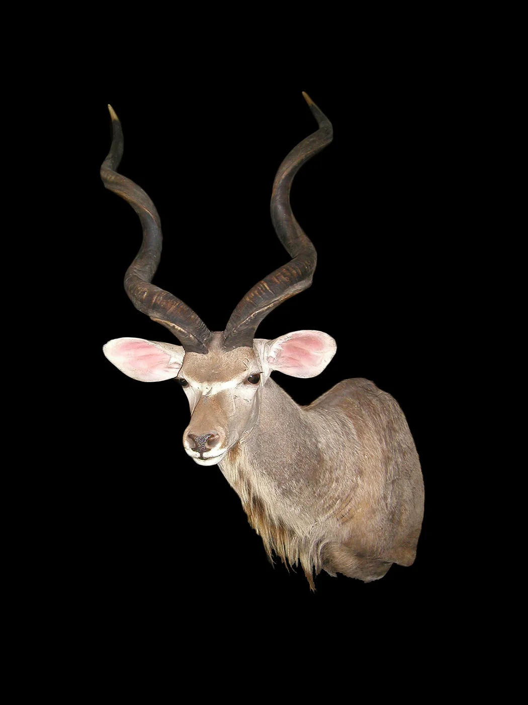 Greater Kudu 1.jpg