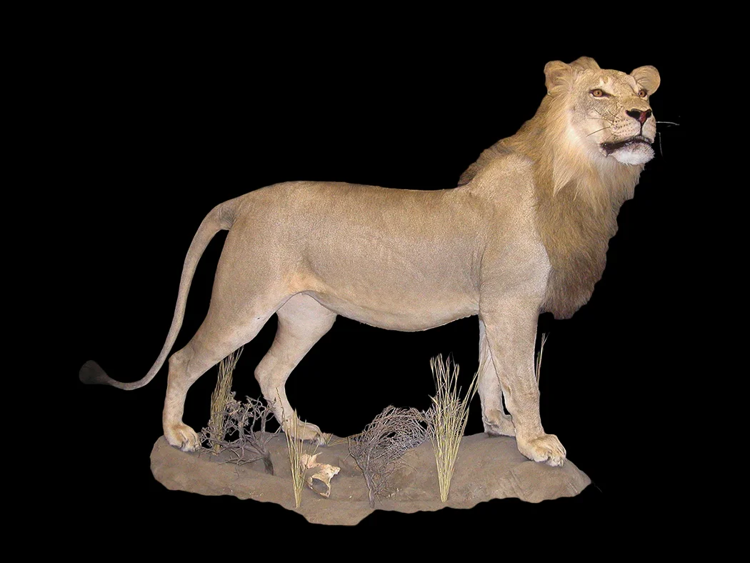 African Lion 2.jpg
