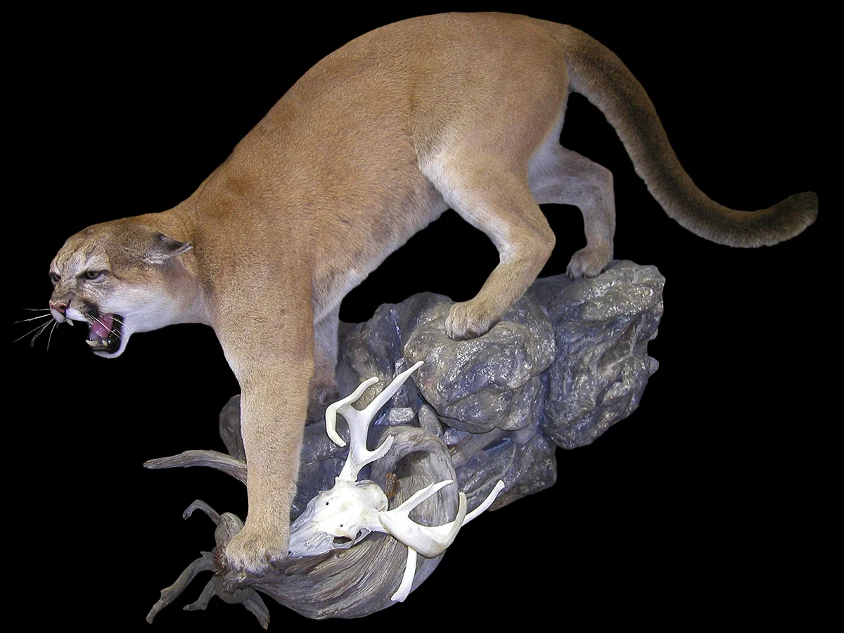 Mountain Lion 1.jpg