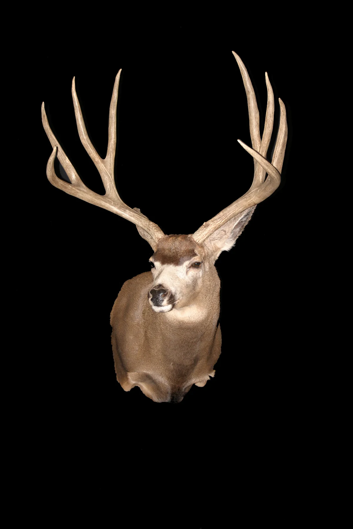Whitetail Buck SM4.jpg