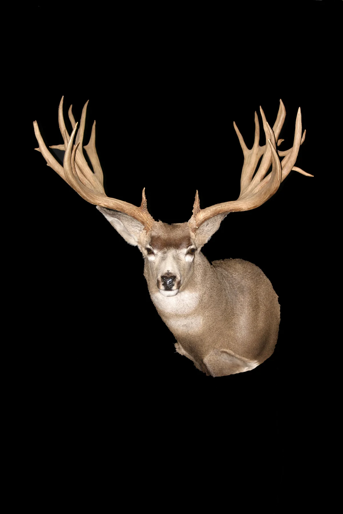 Whitetail Buck SM1.jpg