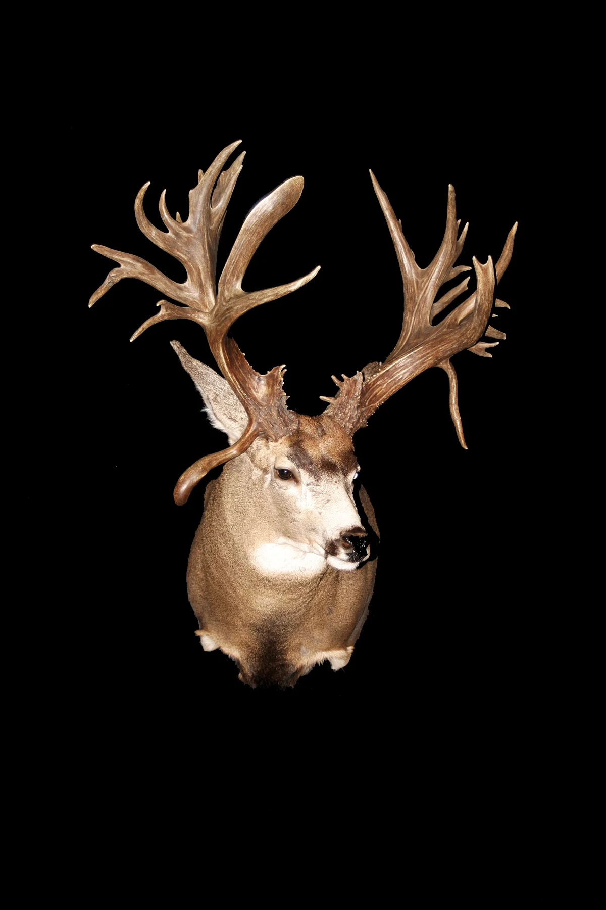 Whitetail Buck SM2.jpg