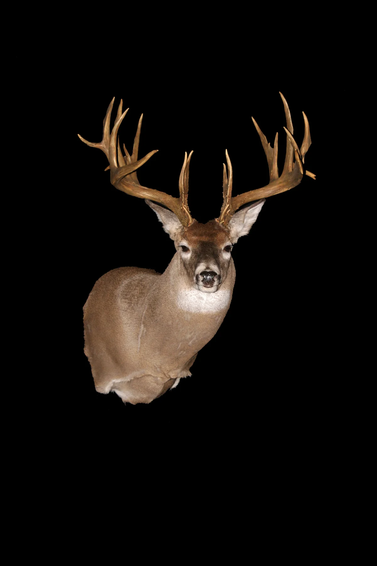 Whitetail Buck SM3.jpg