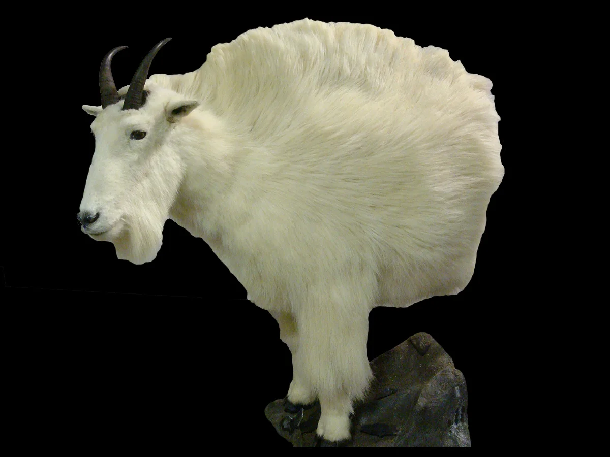 Mountain Goat 3.jpg