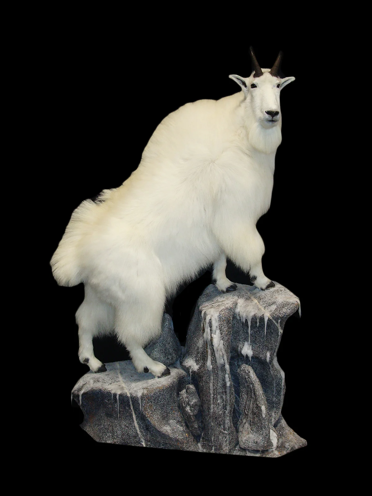 Mountain Goat 2.jpg