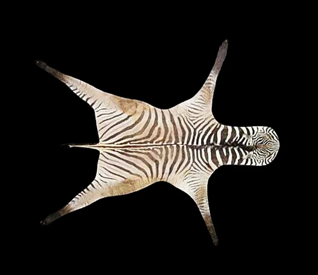 Zebra 2.jpg