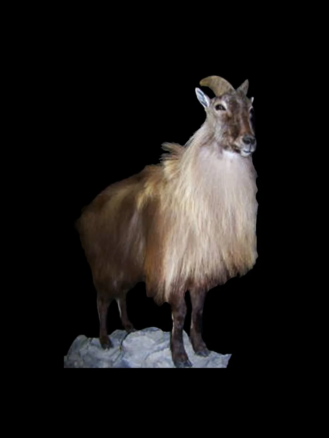 Exotic Animal Mounts For Sale, Exotic Wildlife Wildlife Recapture