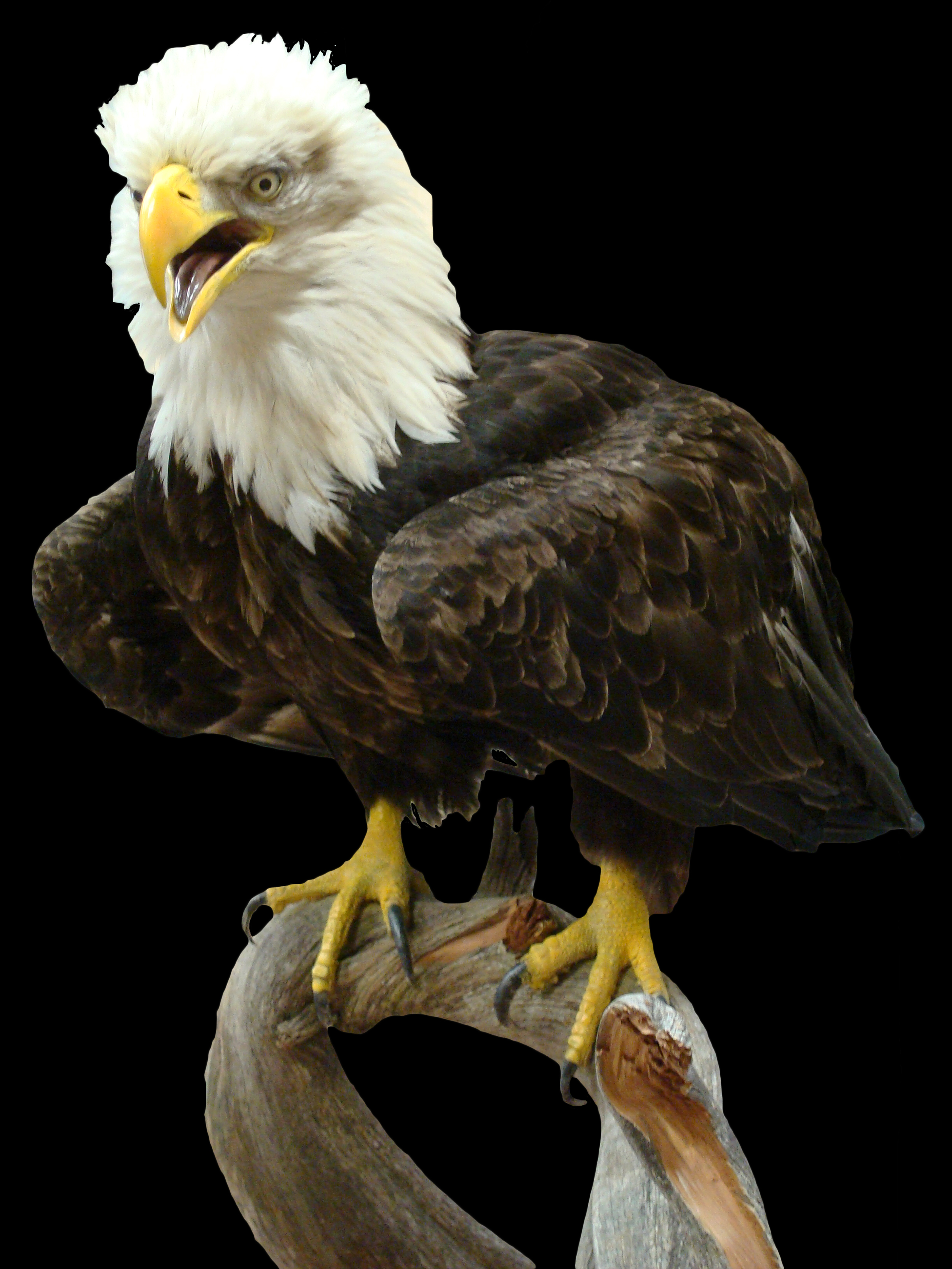 Eagle 1.jpg