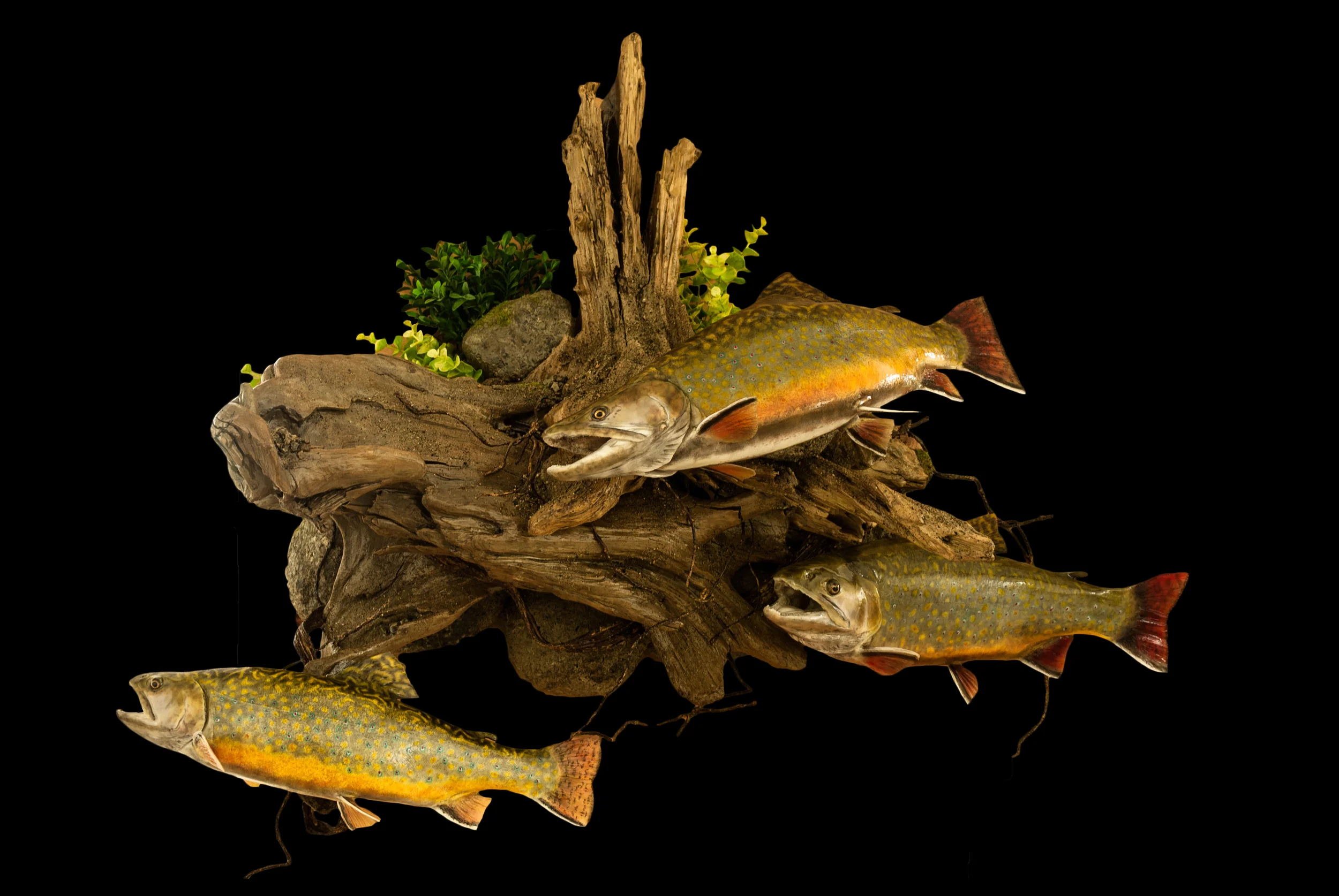 Fishs 1.jpg