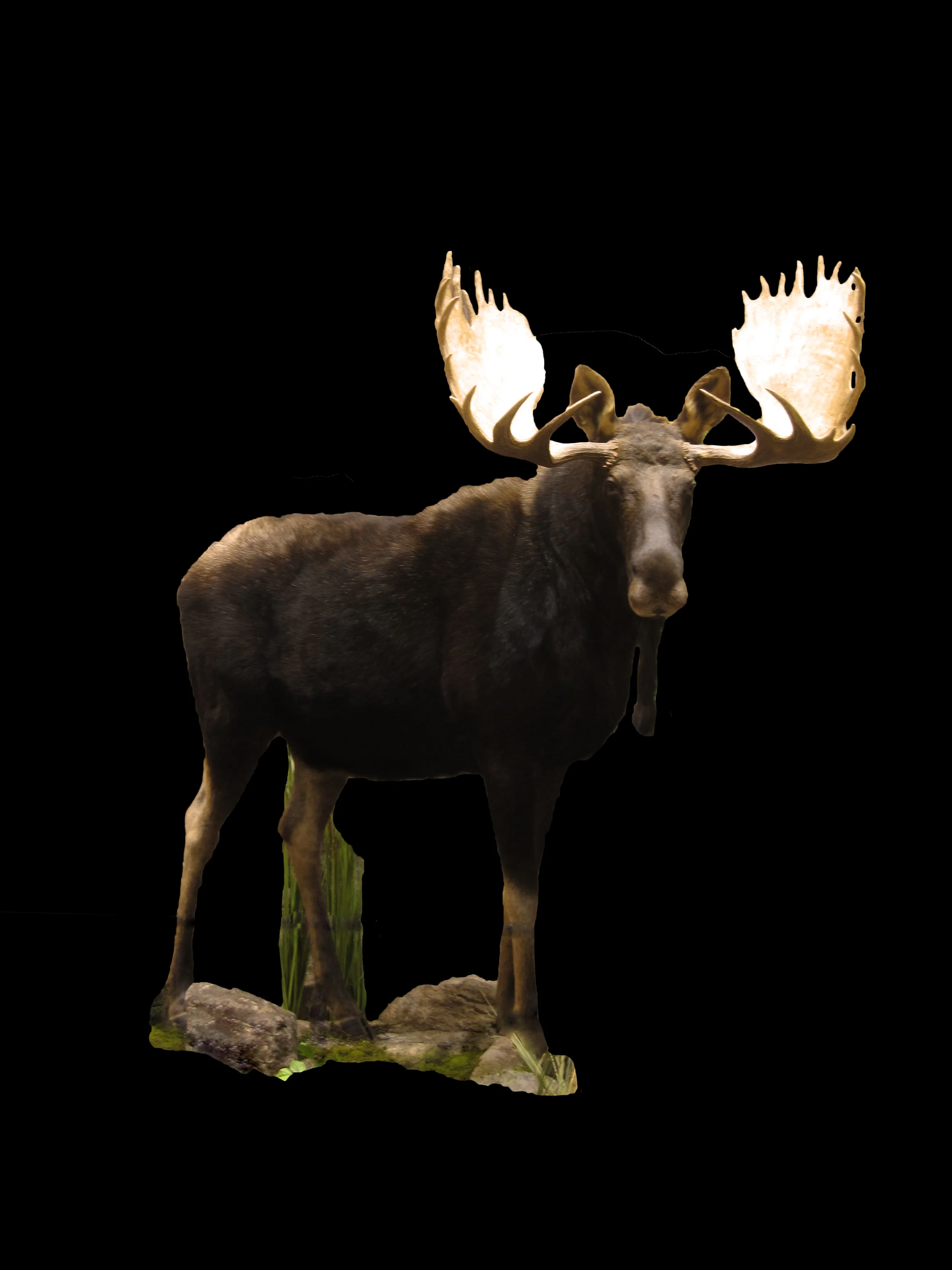 Moose 2.jpg