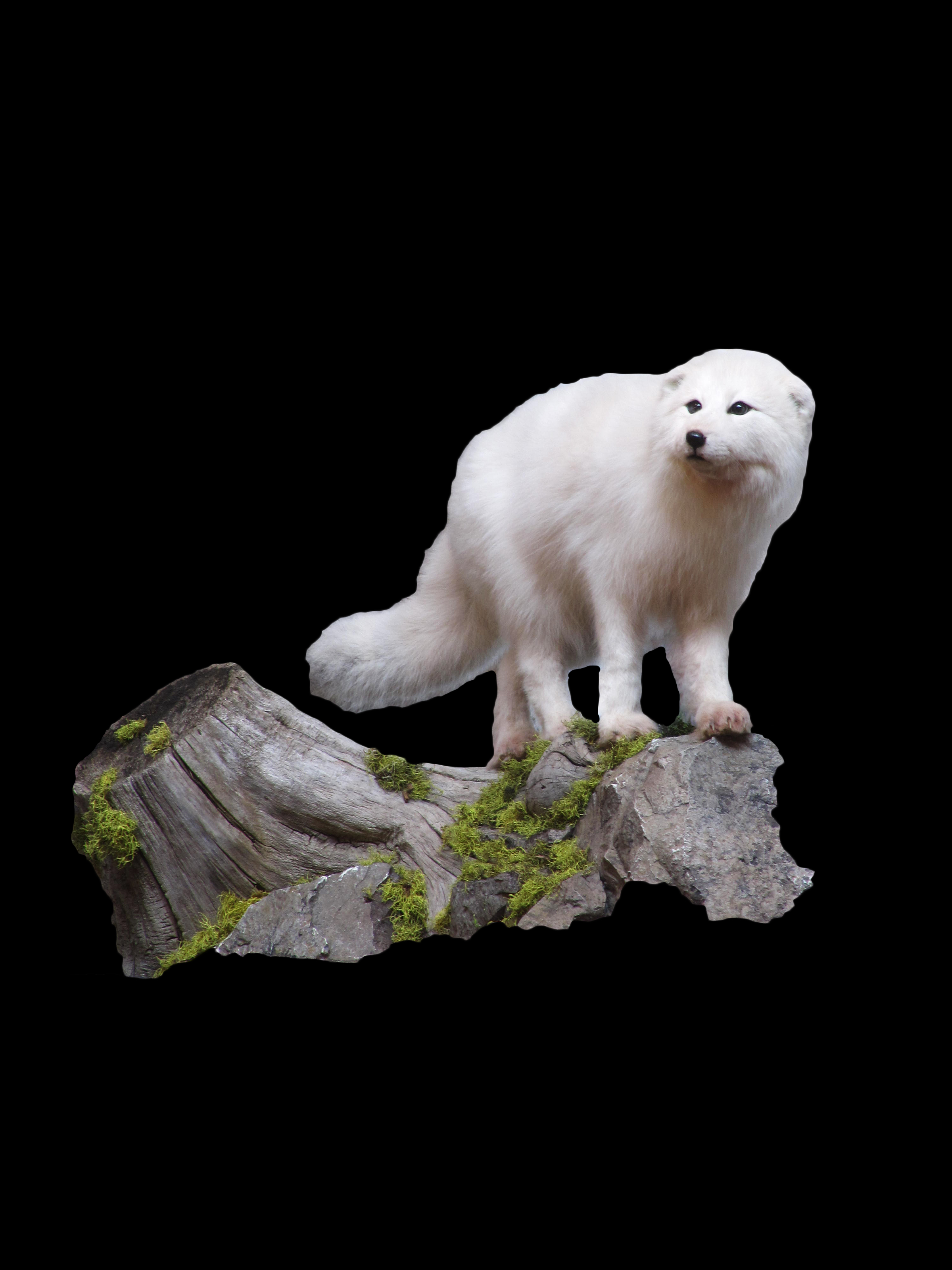 Arctic Fox 1.jpg