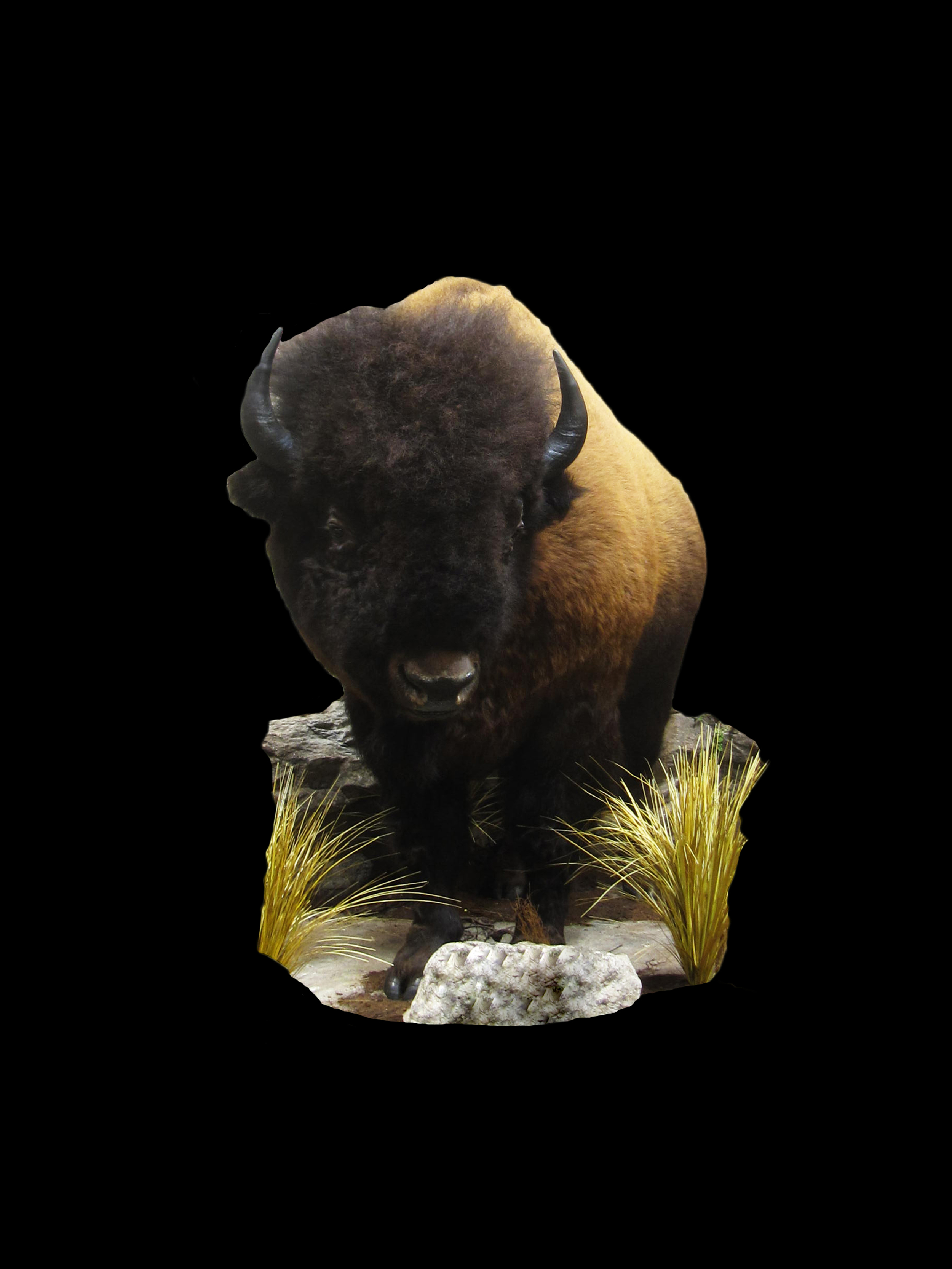 Buffalo 1.jpg