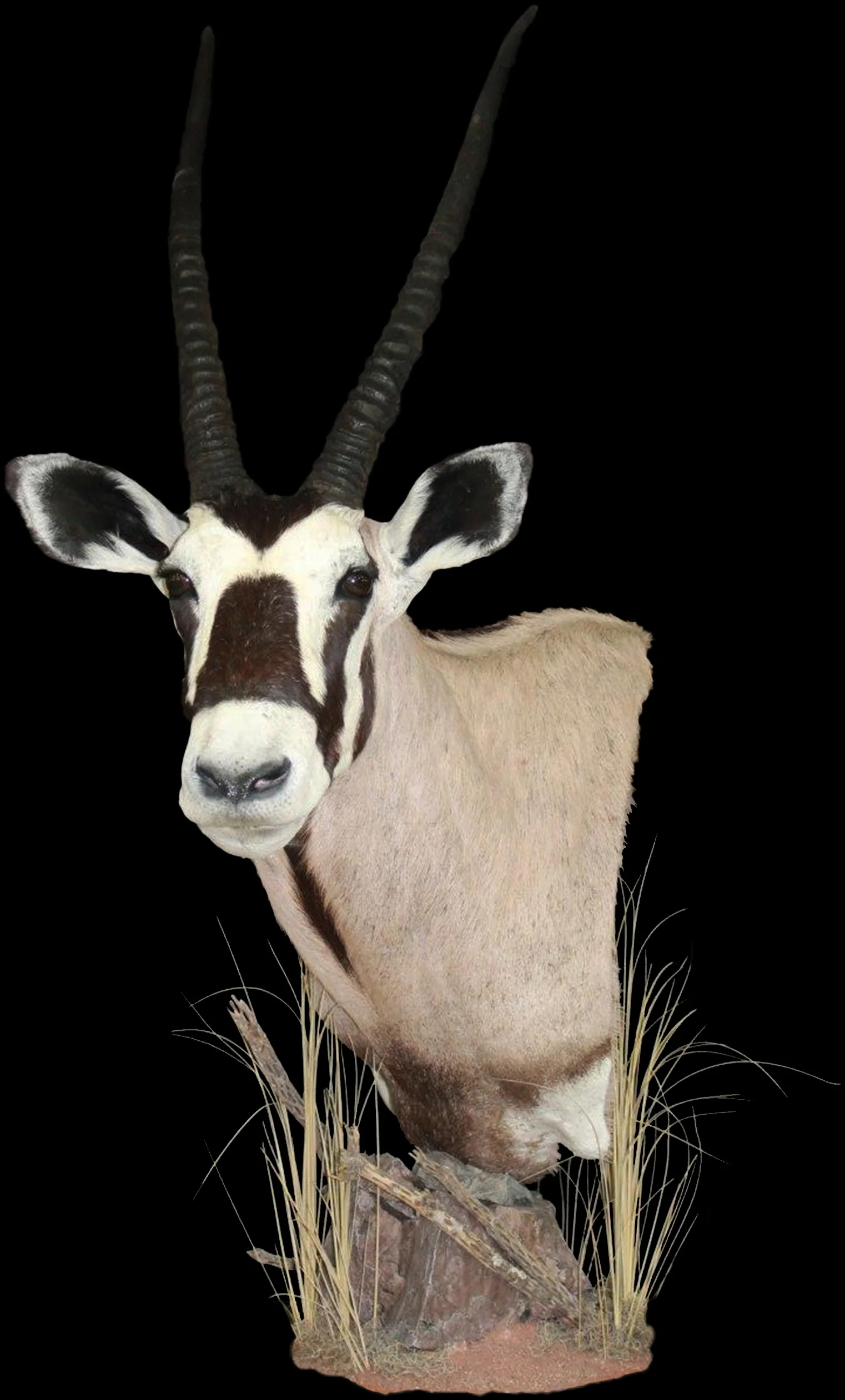 Oryx 1.jpg