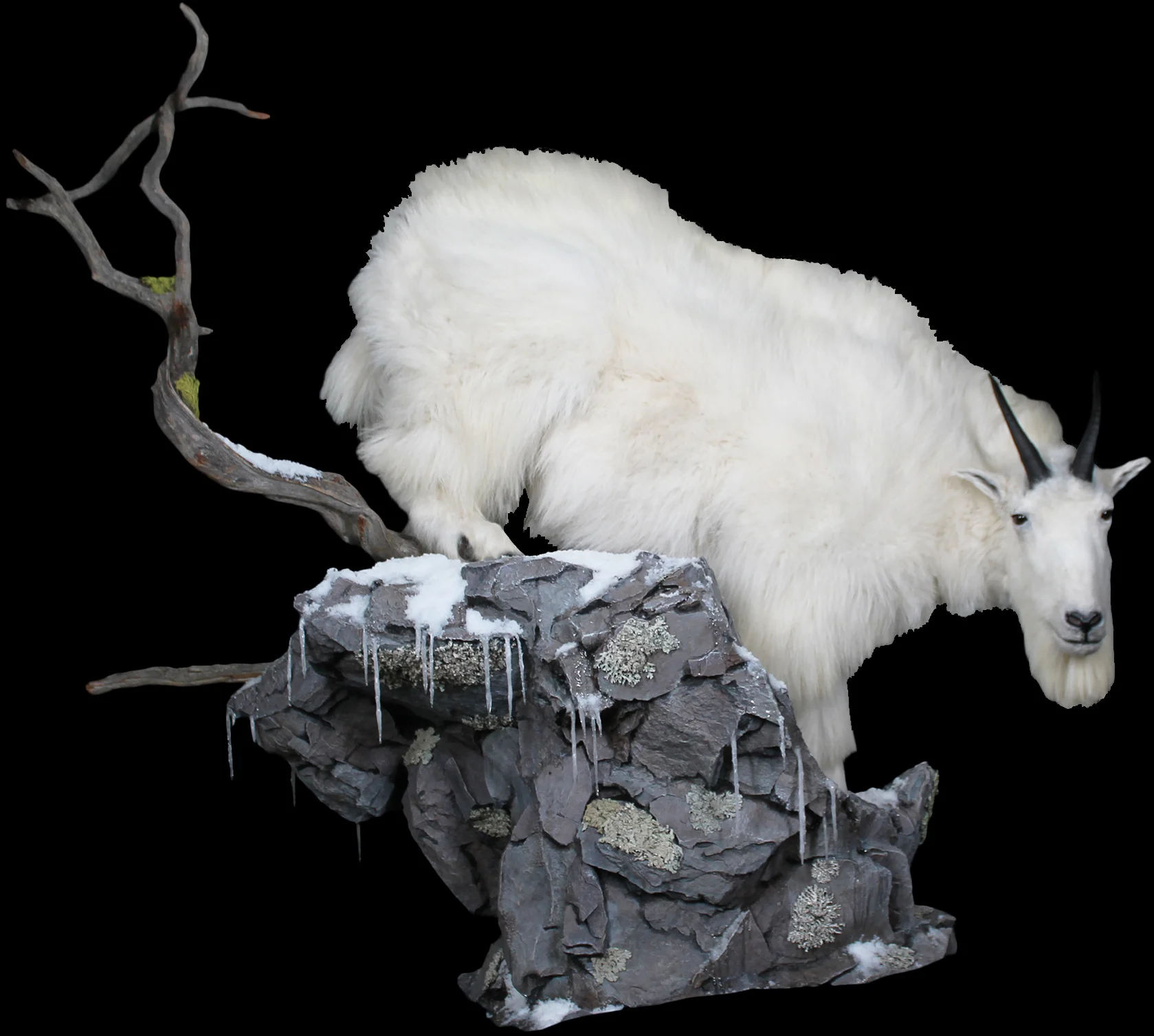 Mountain Goat