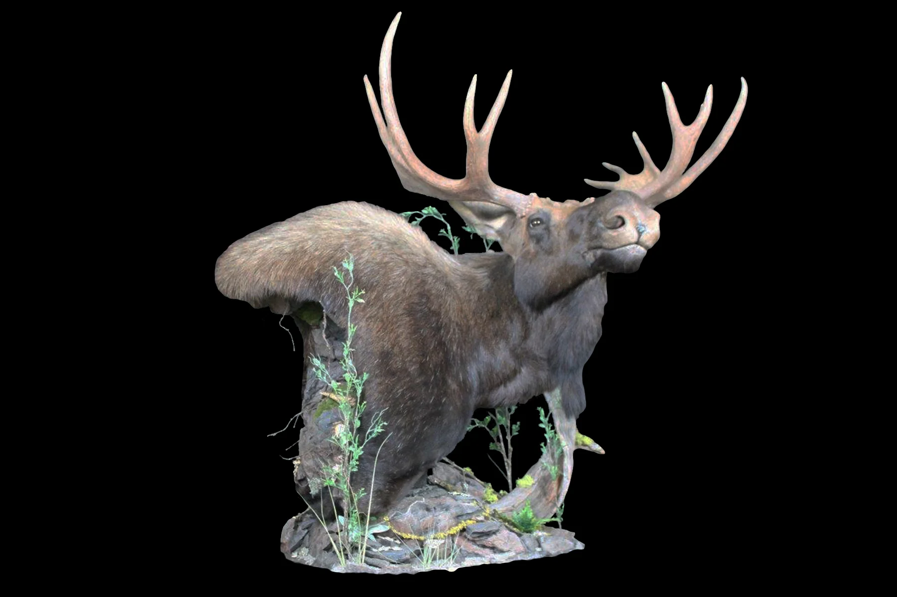 Moose 4.jpg