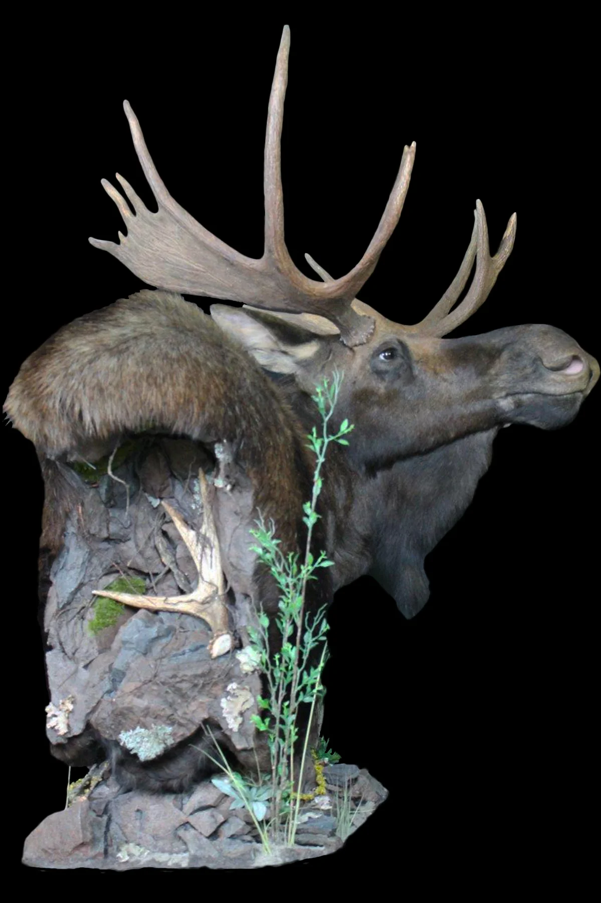 Moose 5.jpg